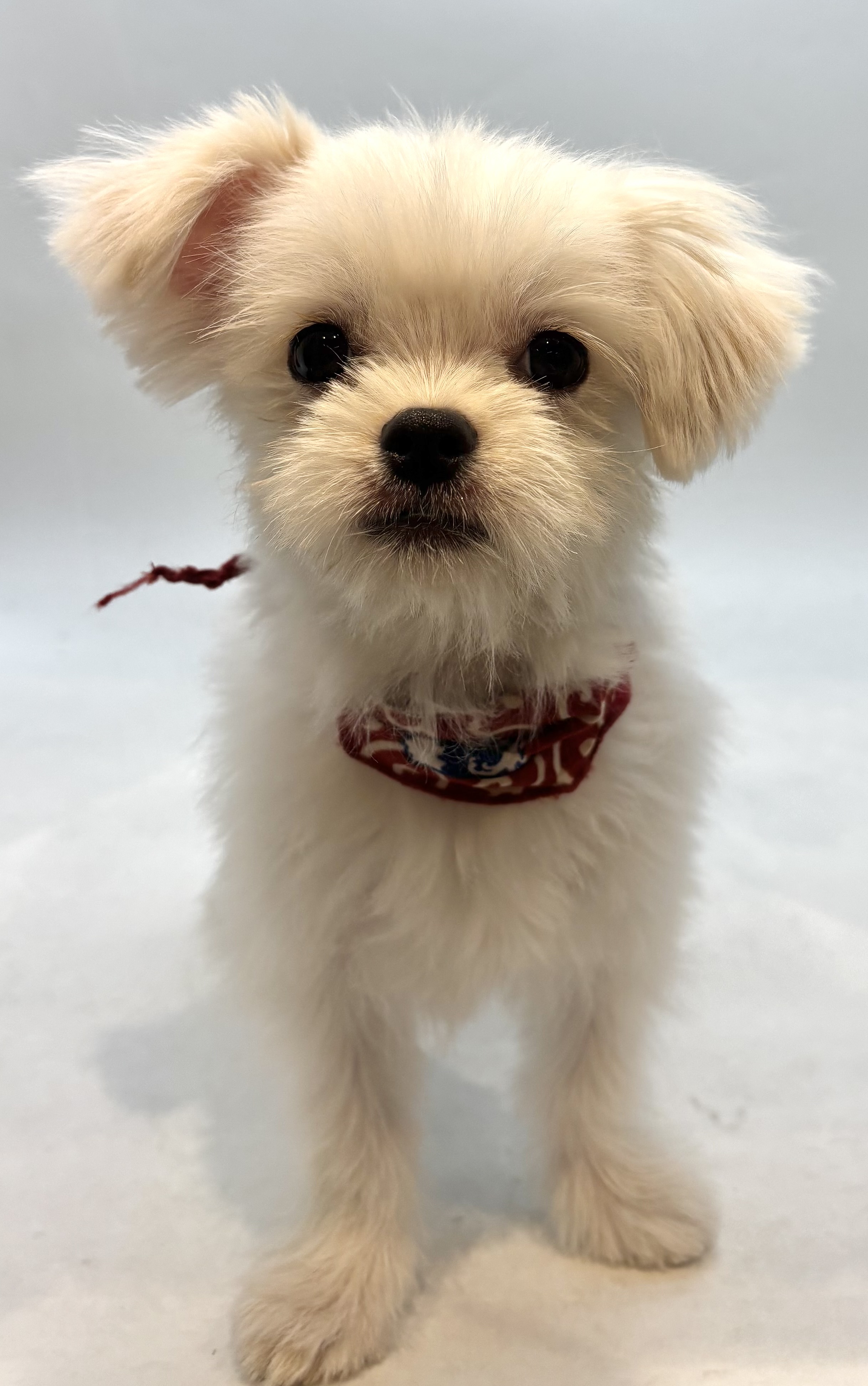 埼玉県のマルチーズ (ペッツワン行田店/2025年7月12日生まれ/女の子/ホワイト)の子犬の1枚目の画像