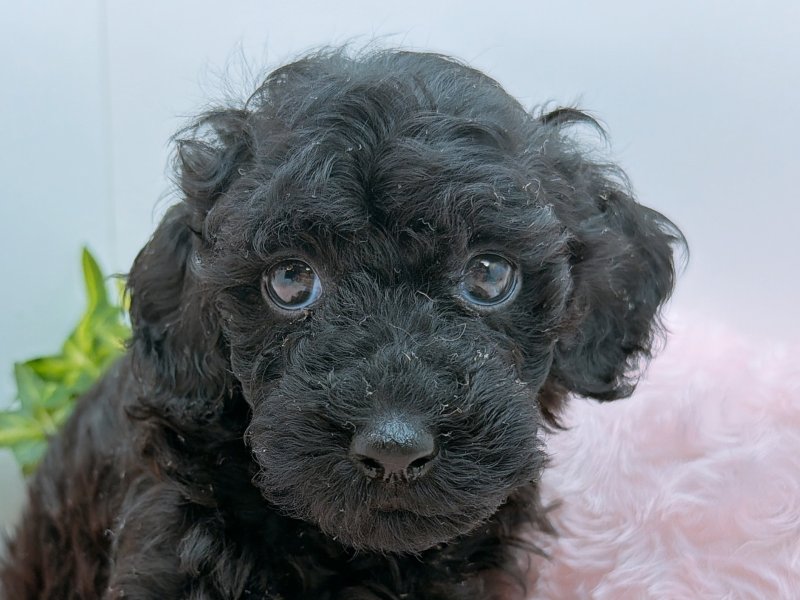 愛知県のトイプードル(トイ) (ペッツワン小牧店/2025年10月5日生まれ/女の子/ブラック)の子犬
