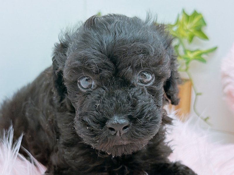 愛知県のトイプードル(トイ) (ペッツワン小牧店/2025年10月5日生まれ/男の子/ブラック)の子犬