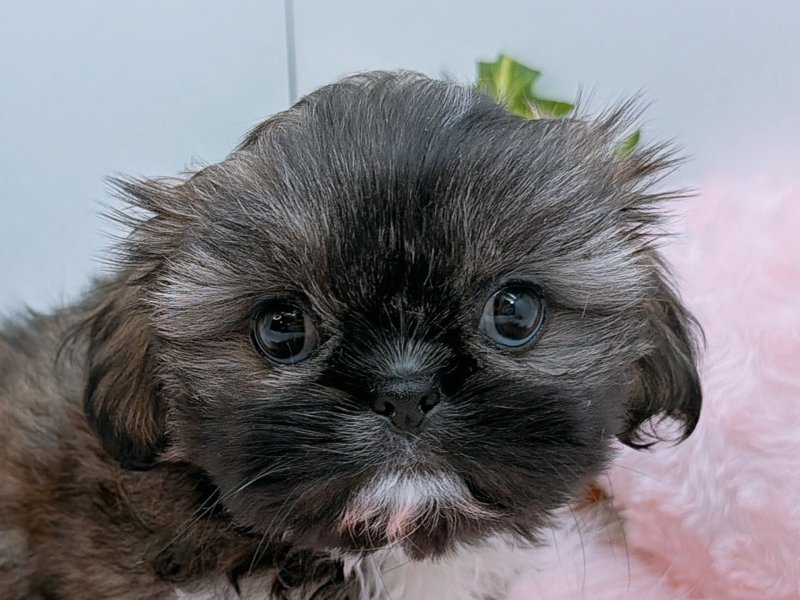 愛知県のハーフ犬・ミックス犬 (ペッツワン小牧店/2025年10月1日生まれ/女の子/ゴールドホワイト)の子犬