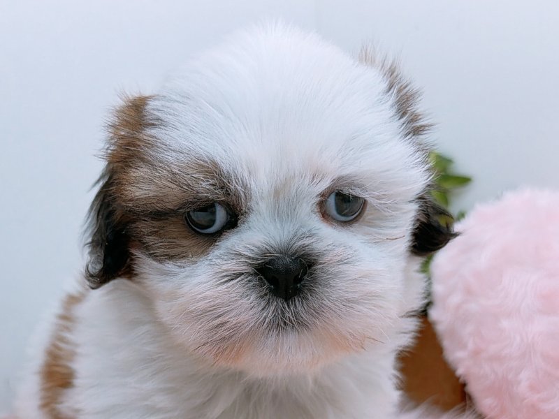 愛知県のシーズー (ペッツワン小牧店/2025年10月3日生まれ/女の子/ゴールドホワイト)の子犬