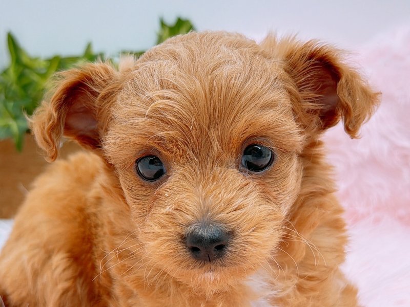 愛知県のハーフ犬・ミックス犬 (ペッツワン小牧店/2025年10月5日生まれ/男の子/レッド)の子犬