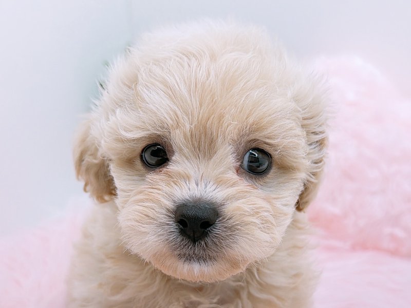 愛知県のハーフ犬・ミックス犬 (ペッツワン小牧店/2025年10月3日生まれ/男の子/クリーム)の子犬