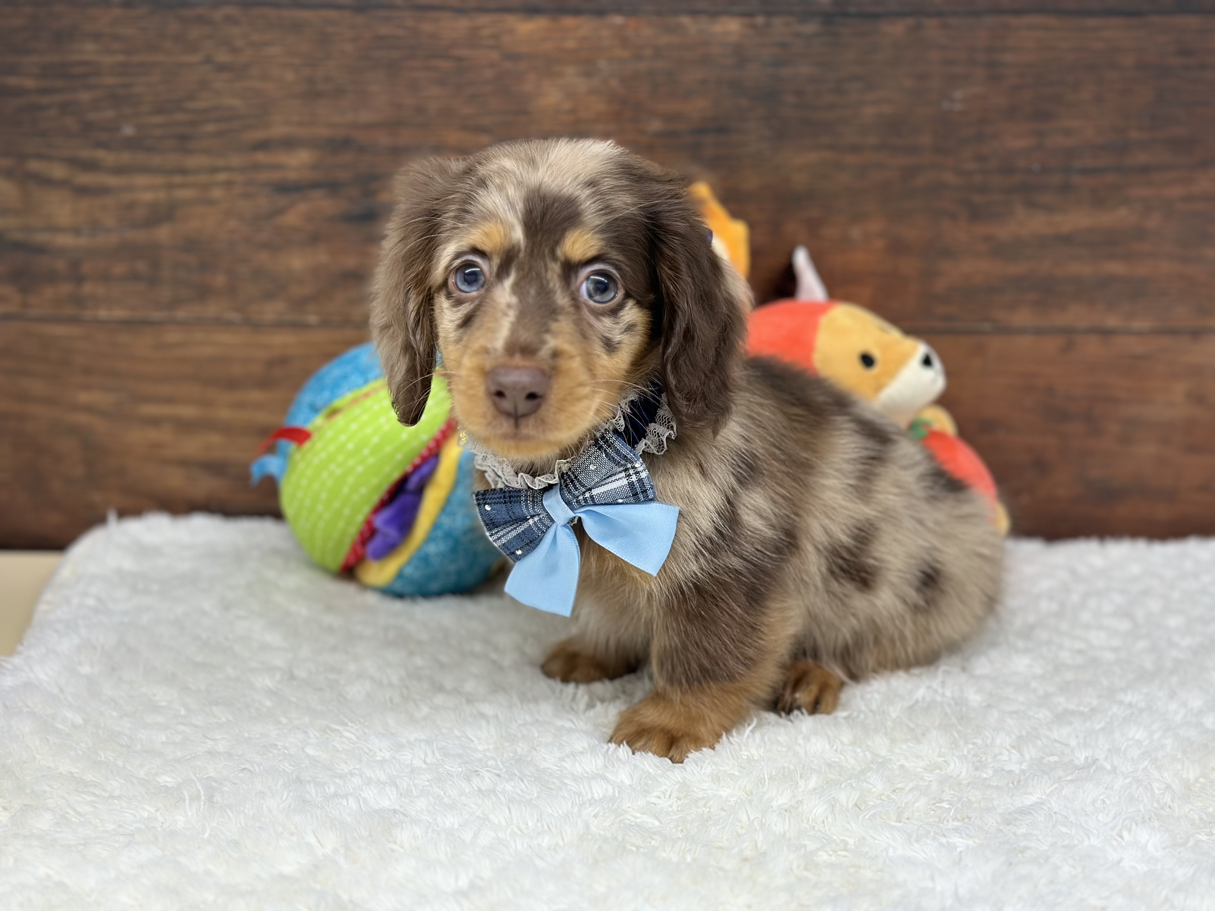 愛知県のミニチュアダックスフンド(ロング) (ペッツワン名古屋大高インター店/2025年10月2日生まれ/男の子/チョコレートダップル)の子犬の3枚目の画像