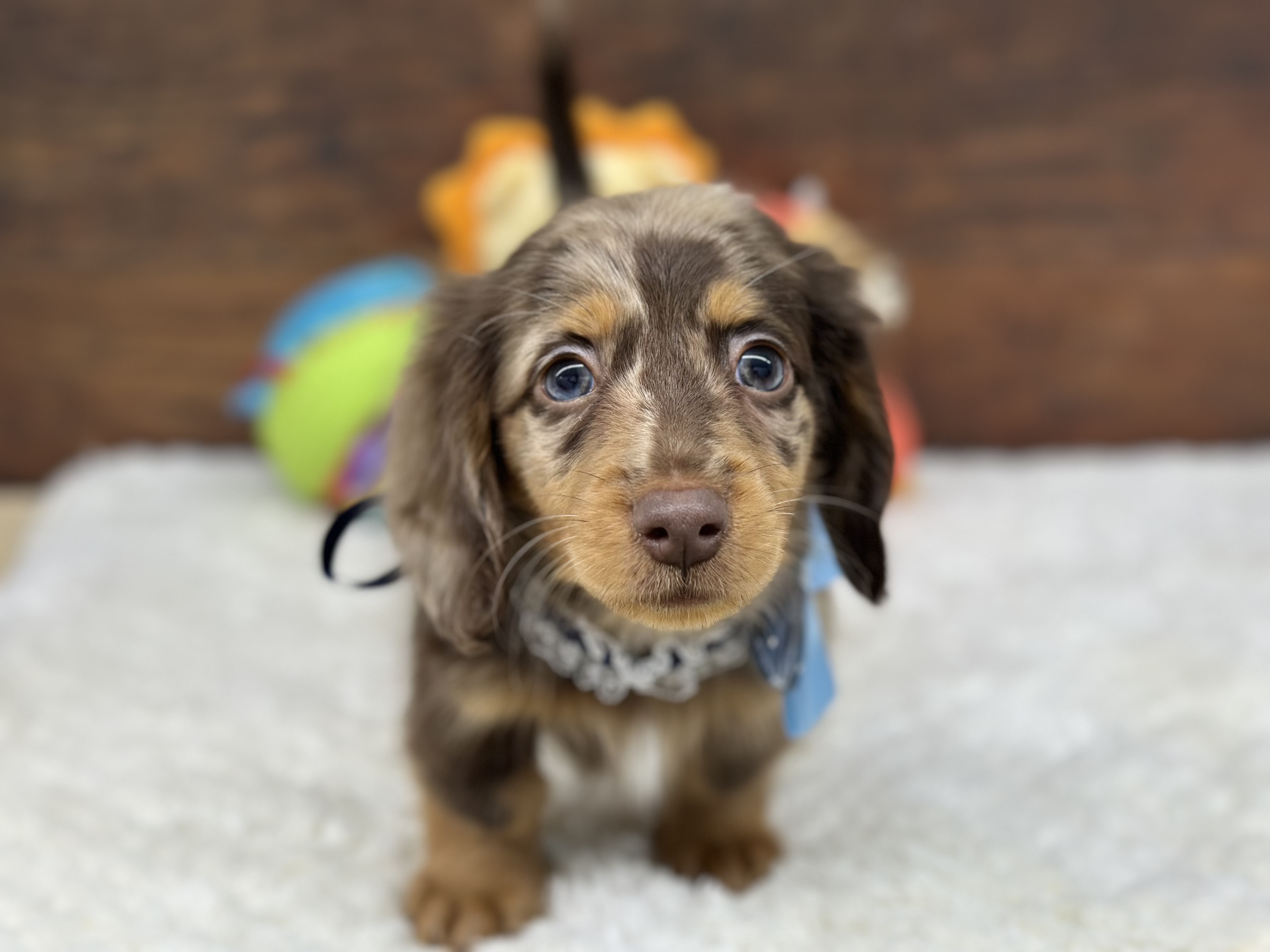 愛知県のミニチュアダックスフンド(ロング) (ペッツワン名古屋大高インター店/2025年10月2日生まれ/男の子/チョコレートダップル)の子犬の2枚目の画像