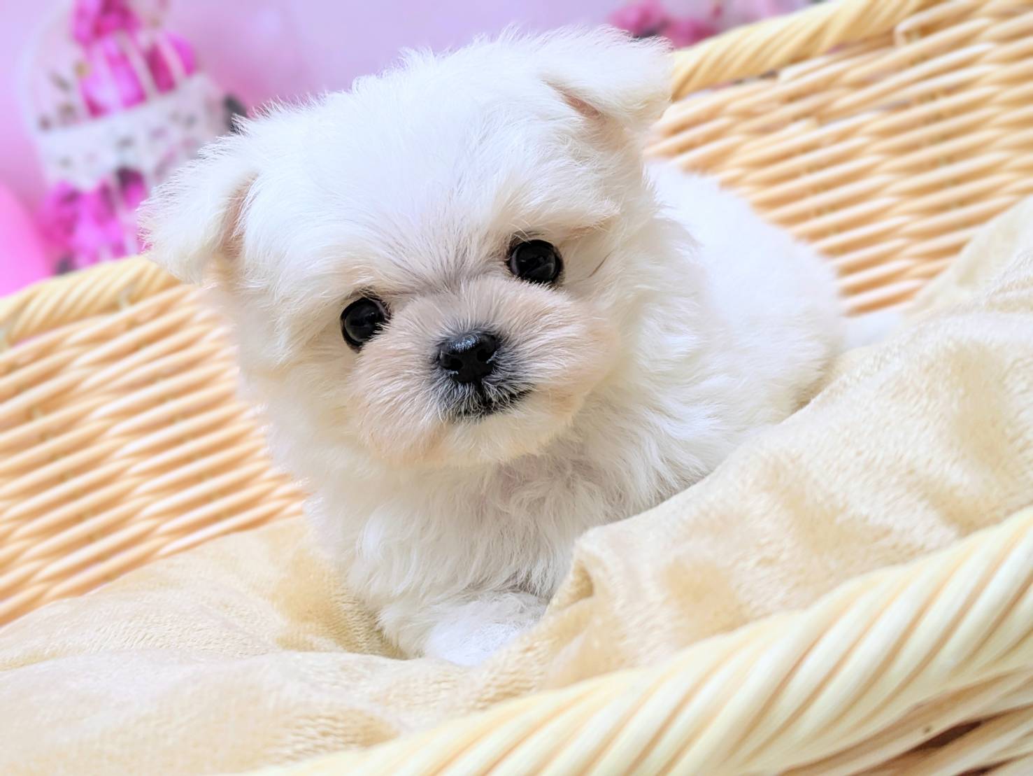 岡山県のハーフ犬・ミックス犬 (ペッツワンFC津山店/2025年10月1日生まれ/男の子/クリーム)の子犬