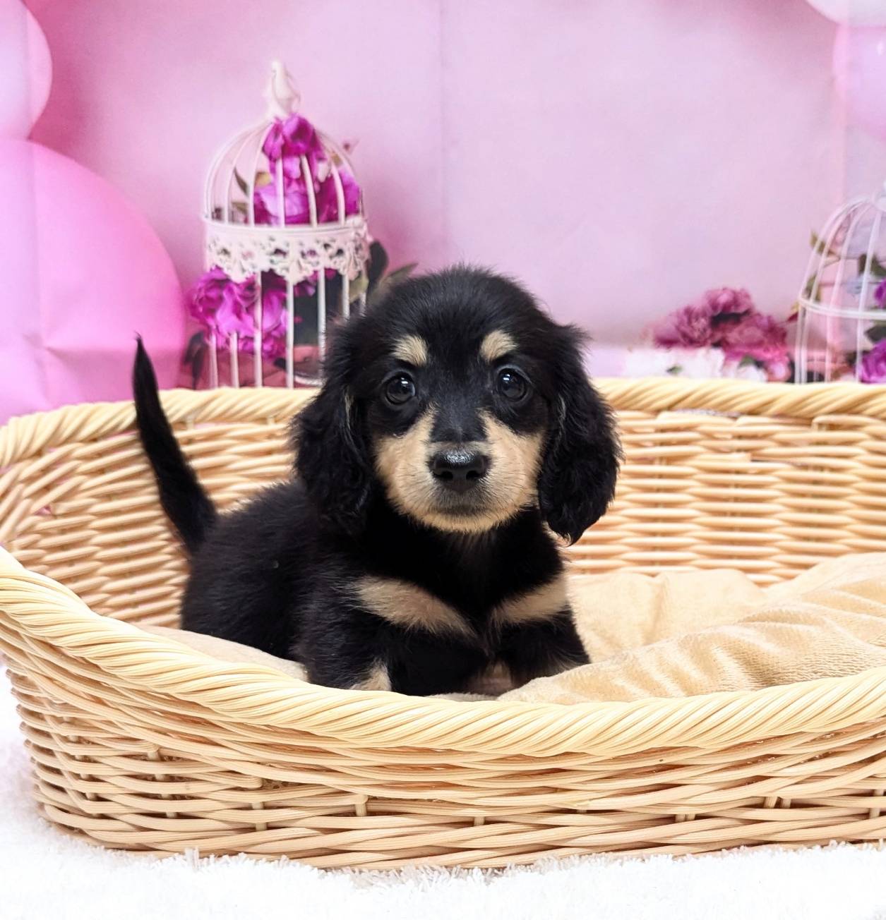 岡山県のミニチュアダックスフンド(ロング) (ペッツワンFC津山店/2025年9月30日生まれ/男の子/ブラックイエロー)の子犬