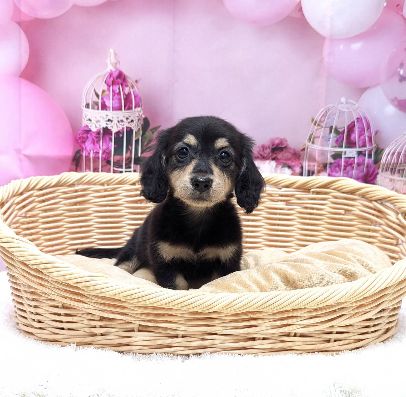 岡山県のミニチュアダックスフンド(ロング) (ペッツワンFC津山店/2025年9月30日生まれ/女の子/ブラック×イエロー)の子犬