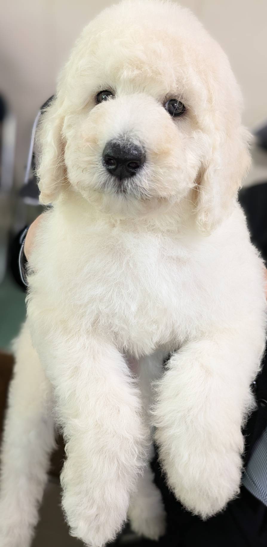 岡山県のスタンダードプードル (ペッツワンFC津山店/2025年10月2日生まれ/女の子/ホワイト)の子犬