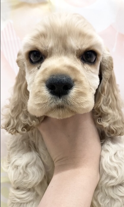 岡山県のアメリカンコッカースパニエル (ペッツワンFC津山店/2025年9月23日生まれ/男の子/バフ)の子犬の2枚目の画像