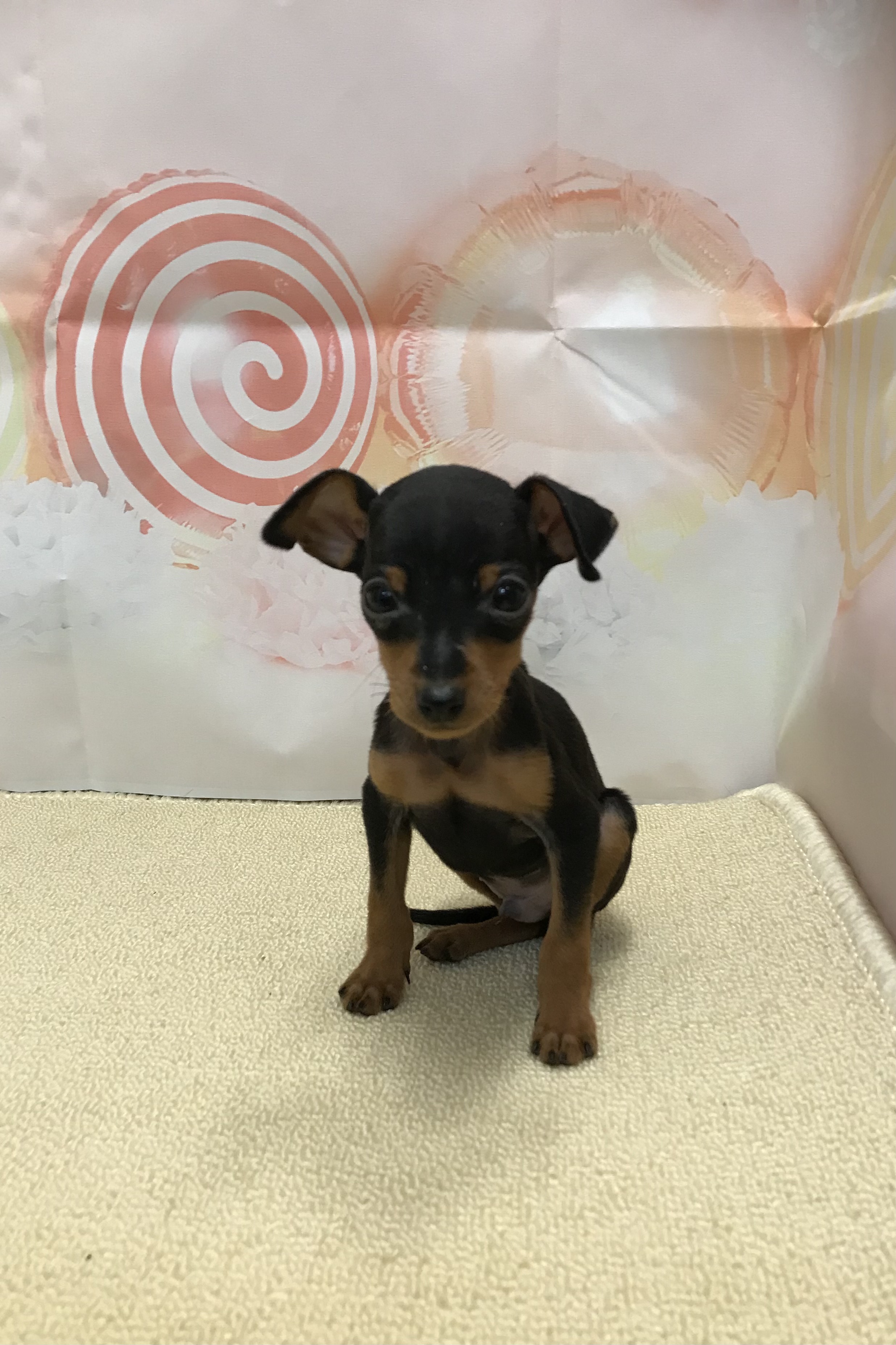 岡山県のミニチュアピンシャー (ペッツワンFC津山店/2025年10月1日生まれ/男の子/ブラックタン)の子犬