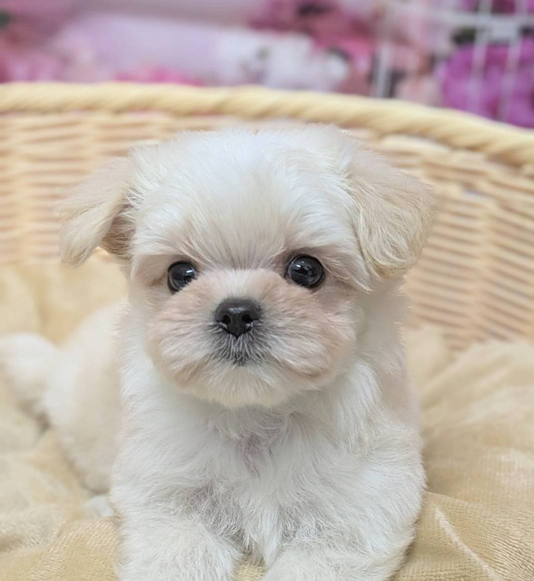 岡山県のハーフ犬・ミックス犬 (ペッツワンFC津山店/2025年10月1日生まれ/女の子/クリーム)の子犬