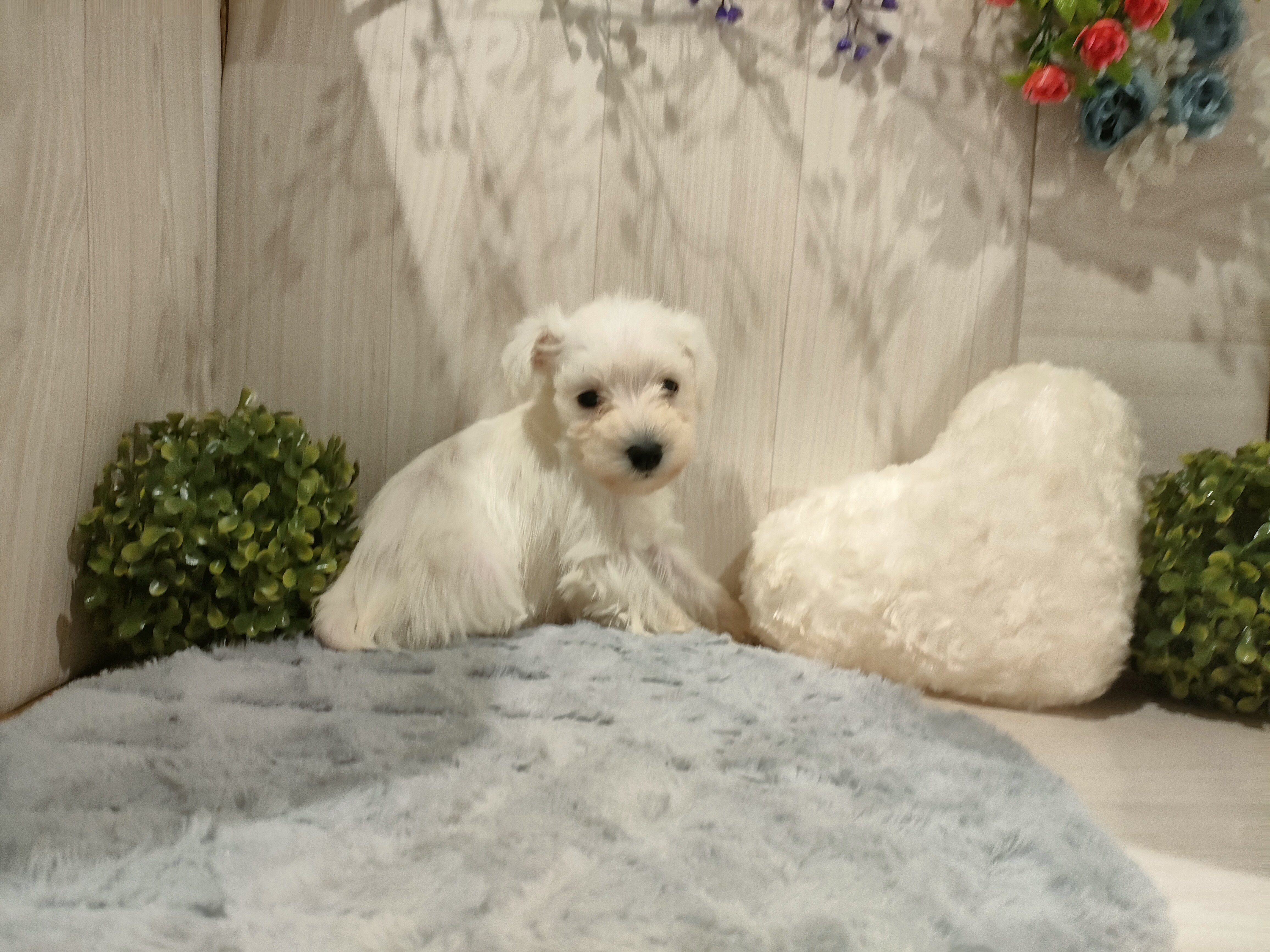 埼玉県のミニチュアシュナウザー (ペッツワン東松山高坂店/2025年10月4日生まれ/女の子/ホワイト)の子犬