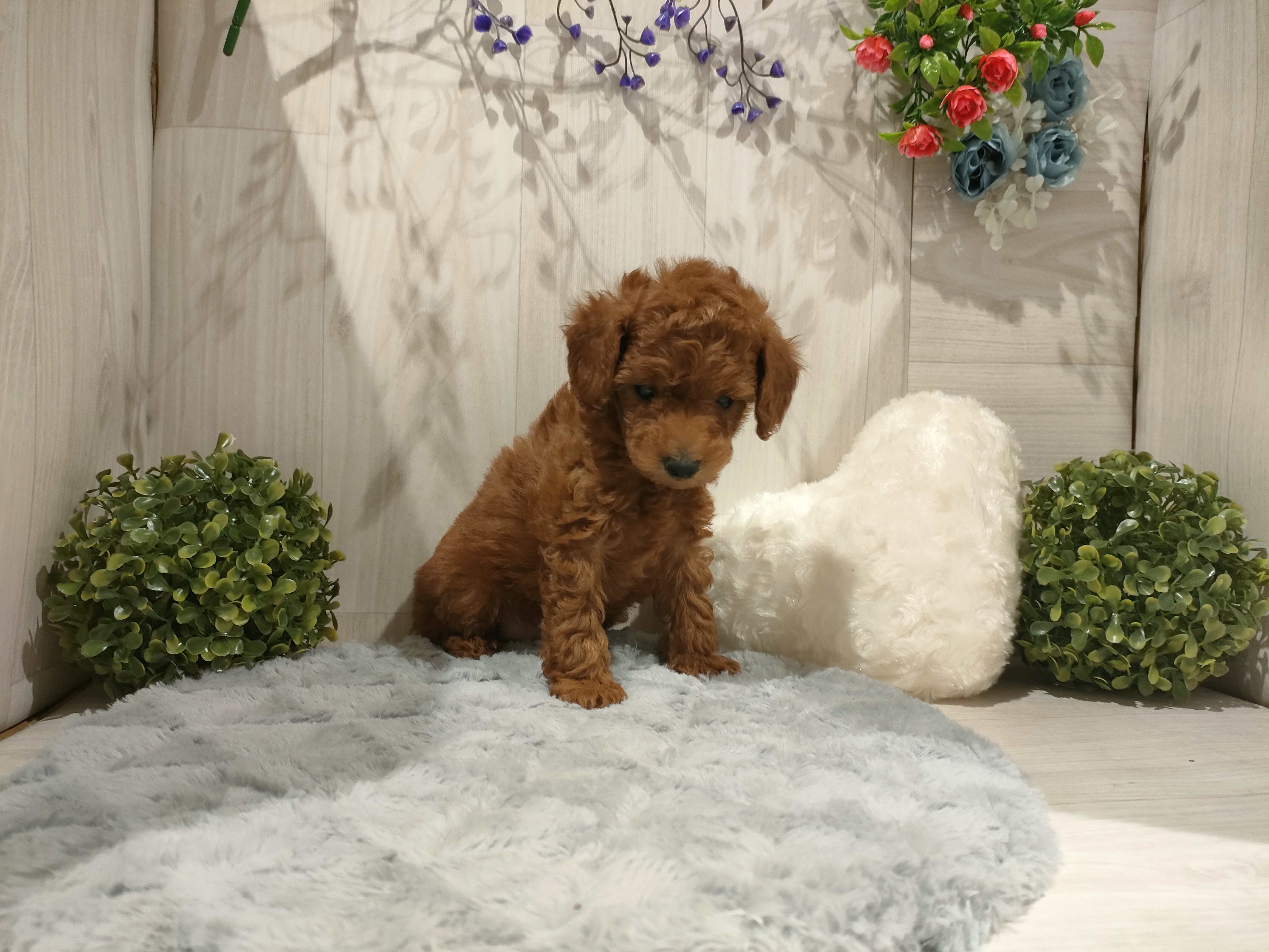 埼玉県のトイプードル(トイ) (ペッツワン東松山高坂店/2025年10月3日生まれ/男の子/レッド)の子犬