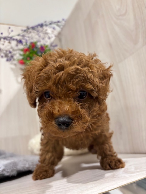 埼玉県のトイプードル(トイ) (ペッツワン東松山高坂店/2025年9月20日生まれ/女の子/レッド)の子犬