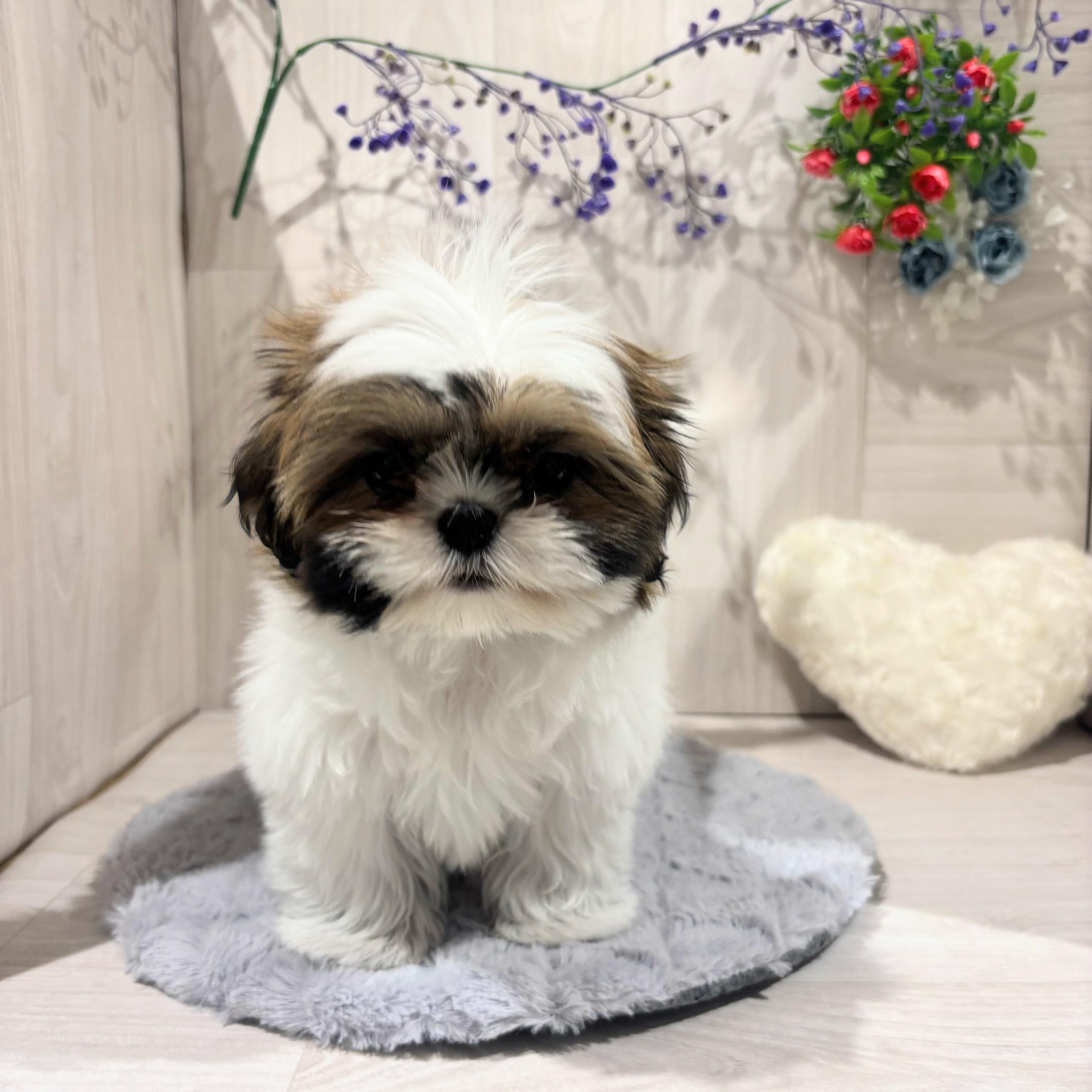 埼玉県のシーズー (ペッツワン東松山高坂店/2025年9月12日生まれ/女の子/ホワイトゴールド)の子犬