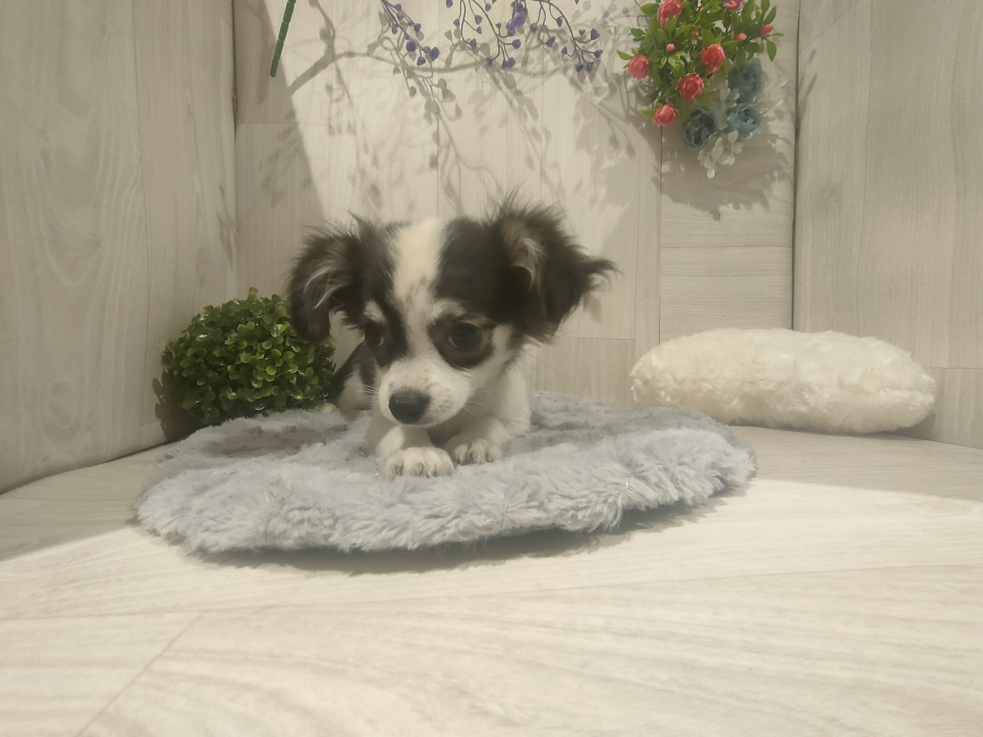 埼玉県のチワワ(ロング) (ペッツワン東松山高坂店/2025年8月9日生まれ/女の子/ブラックタンホワイト)の子犬