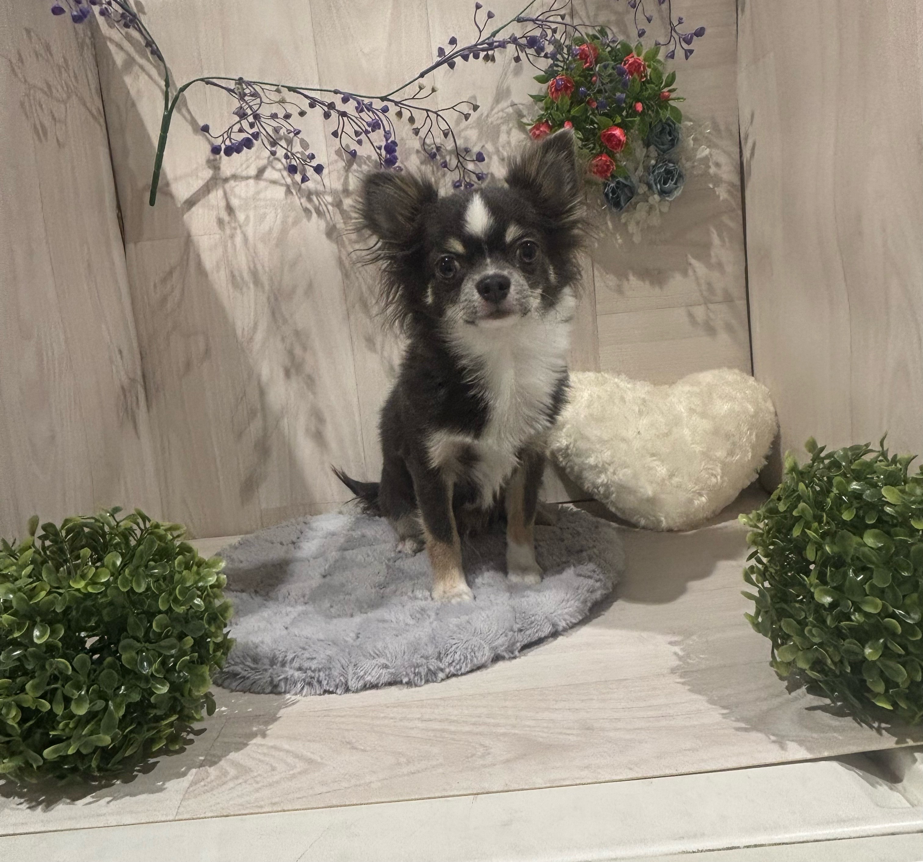 埼玉県のチワワ(ロング) (ペッツワン東松山高坂店/2025年5月22日生まれ/男の子/ブルークリームホワイト)の子犬