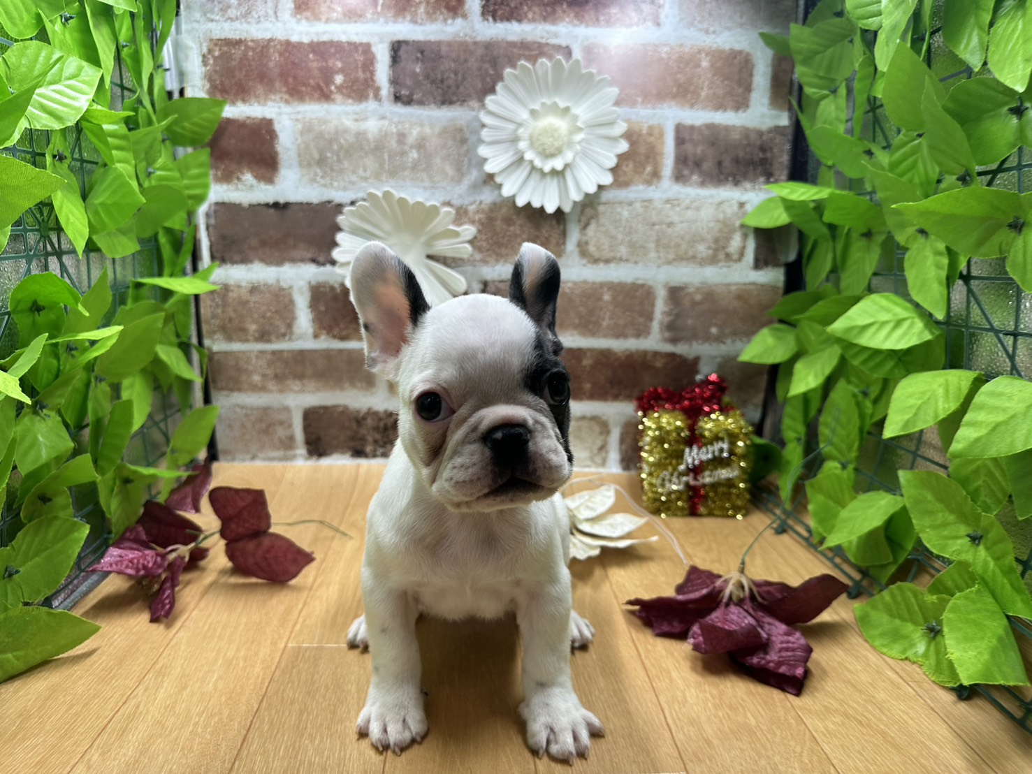 福島県のフレンチブルドッグ (ペッツワン白河モール店/2025年9月28日生まれ/男の子/パイド)の子犬の1枚目の画像