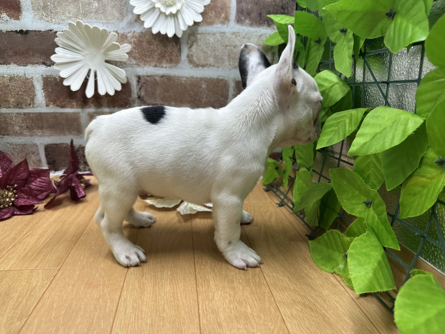 福島県のフレンチブルドッグ (ペッツワン白河モール店/2025年9月28日生まれ/男の子/パイド)の子犬の2枚目の画像