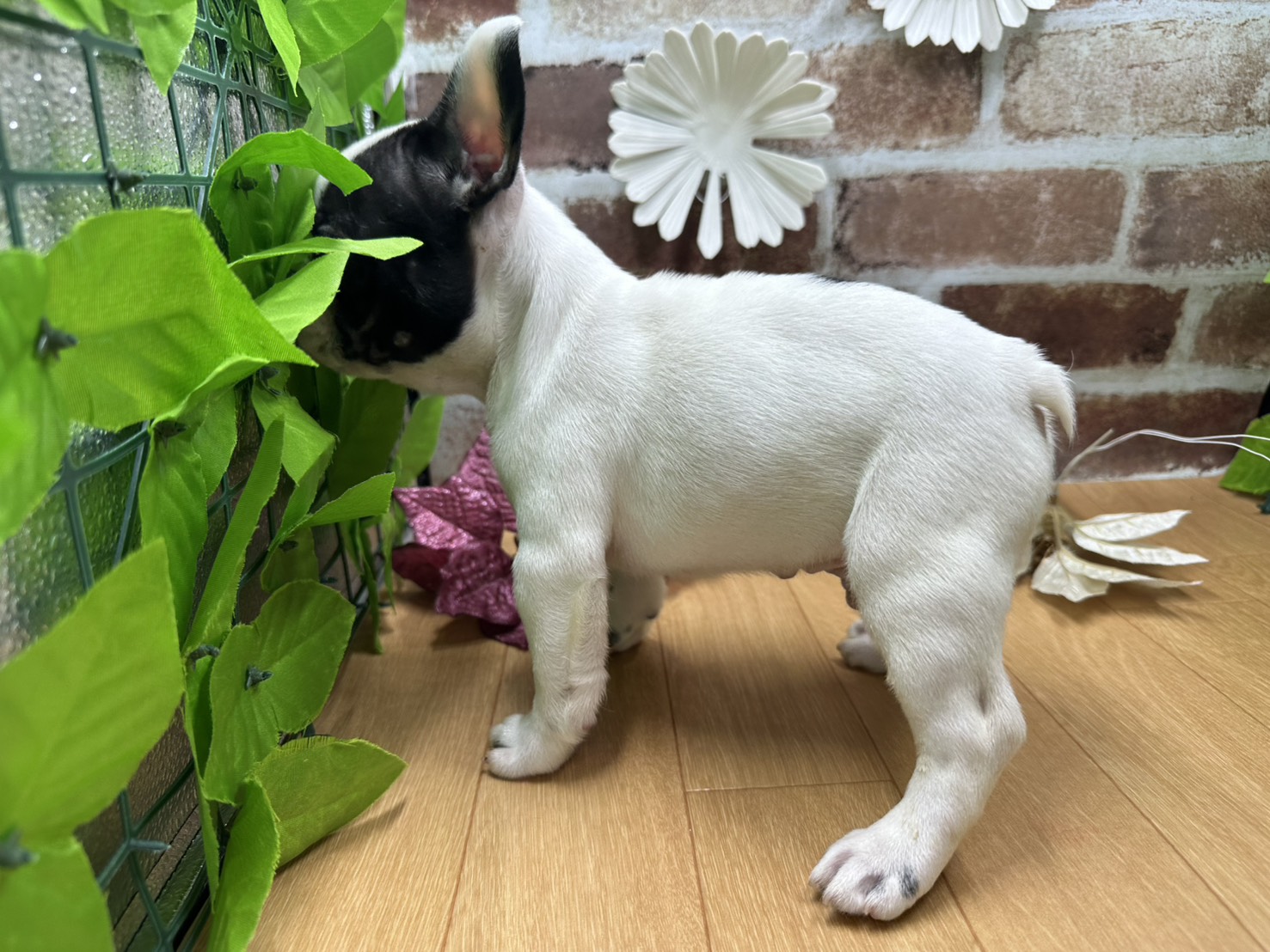 福島県のフレンチブルドッグ (ペッツワン白河モール店/2025年9月28日生まれ/男の子/パイド)の子犬の3枚目の画像