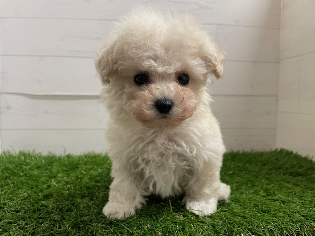 茨城県のトイプードル(トイ) (ペッツワン日立店/2025年10月2日生まれ/女の子/ホワイト)の子犬