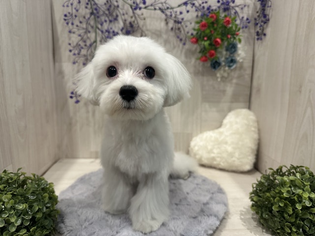 イヌ - 東松山高坂店 | ペッツワン