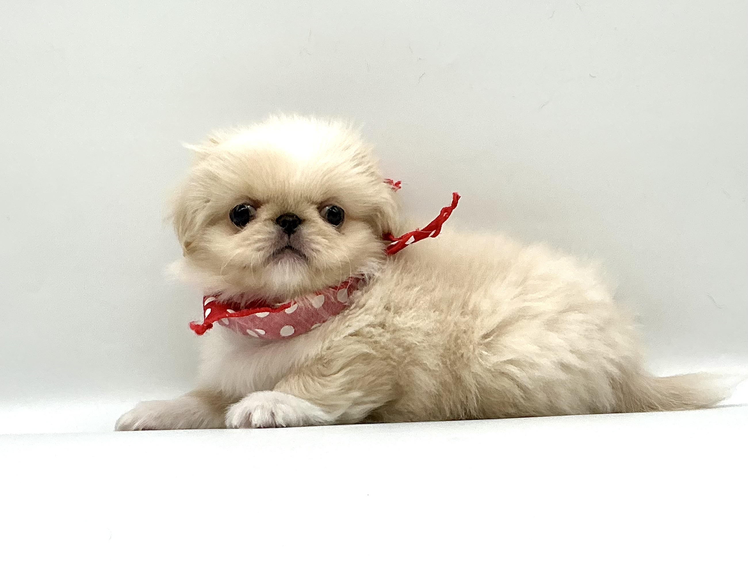 埼玉県のペキニーズ (ペッツワン鶴ヶ島店/2025年10月5日生まれ/女の子/クリームホワイト)の子犬の2枚目の画像