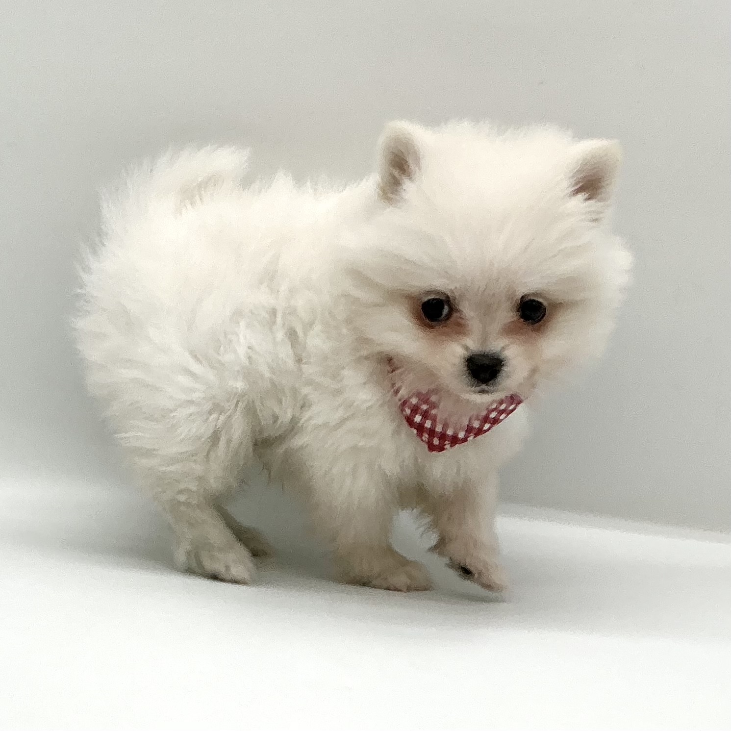 埼玉県のポメラニアン (ペッツワン鶴ヶ島店/2025年10月5日生まれ/男の子/クリーム)の子犬の2枚目の画像