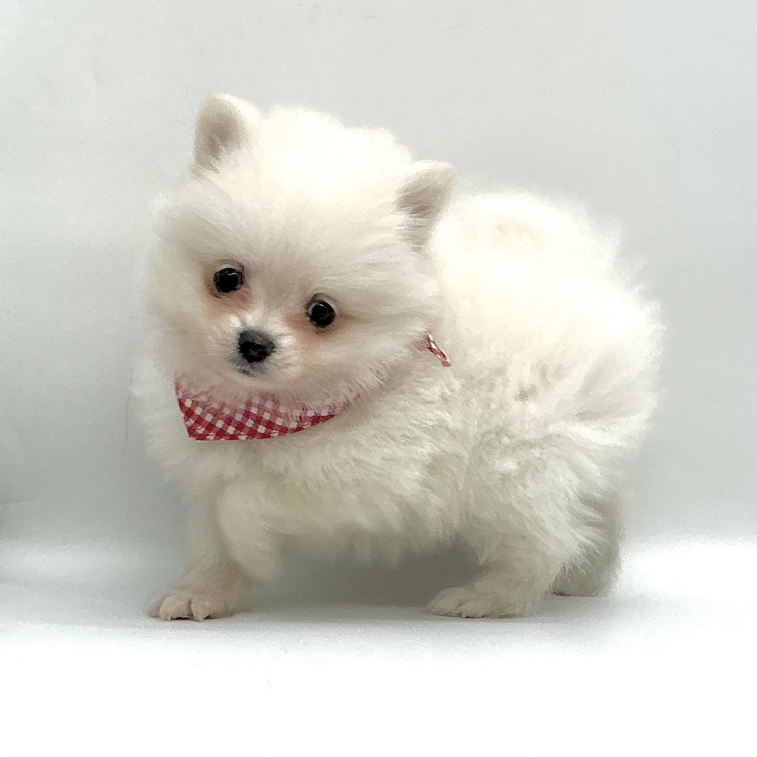 埼玉県のポメラニアン (ペッツワン鶴ヶ島店/2025年10月5日生まれ/男の子/クリーム)の子犬の1枚目の画像