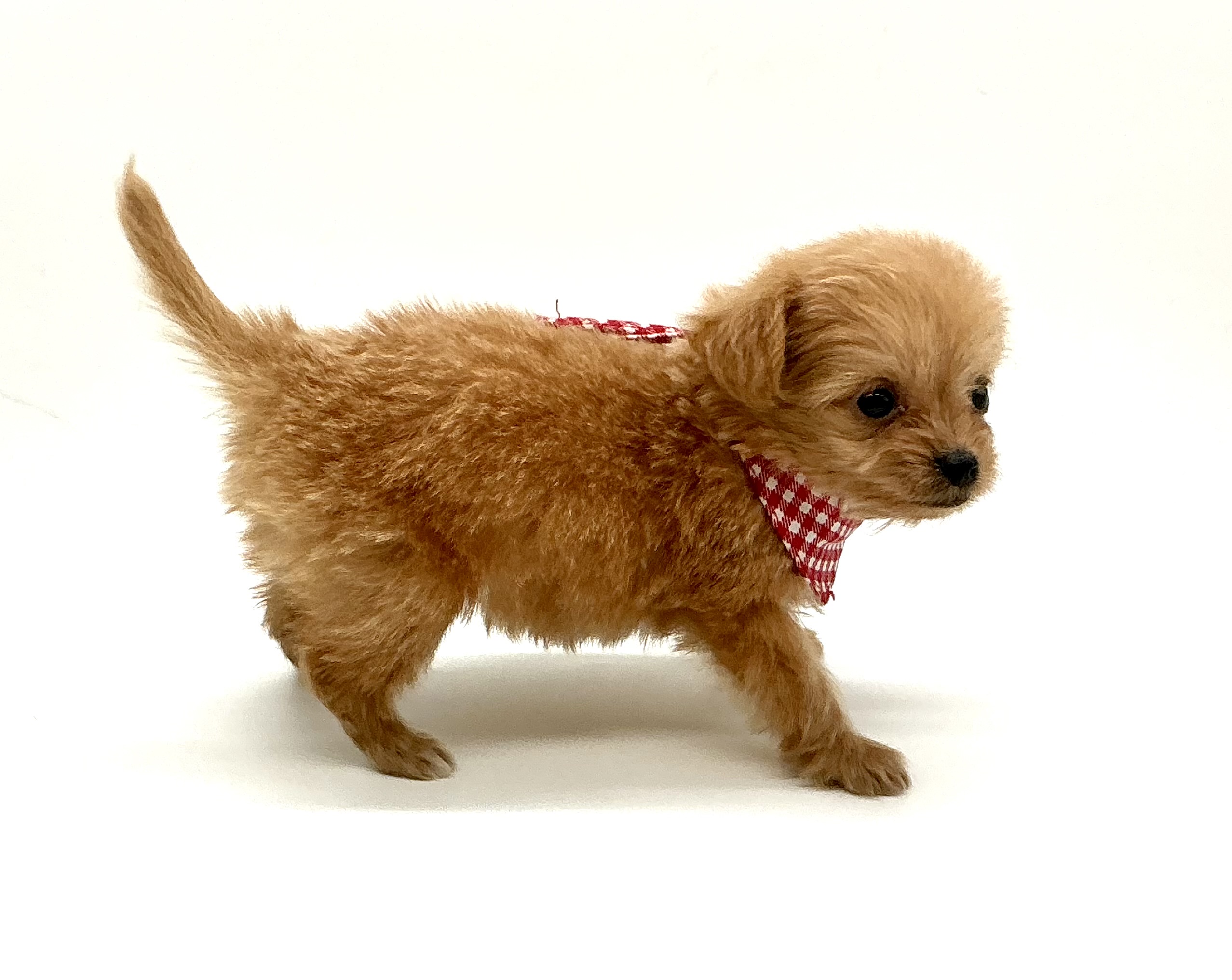 埼玉県のハーフ犬・ミックス犬 (ペッツワン鶴ヶ島店/2025年10月7日生まれ/女の子/アプリコット)の子犬の2枚目の画像