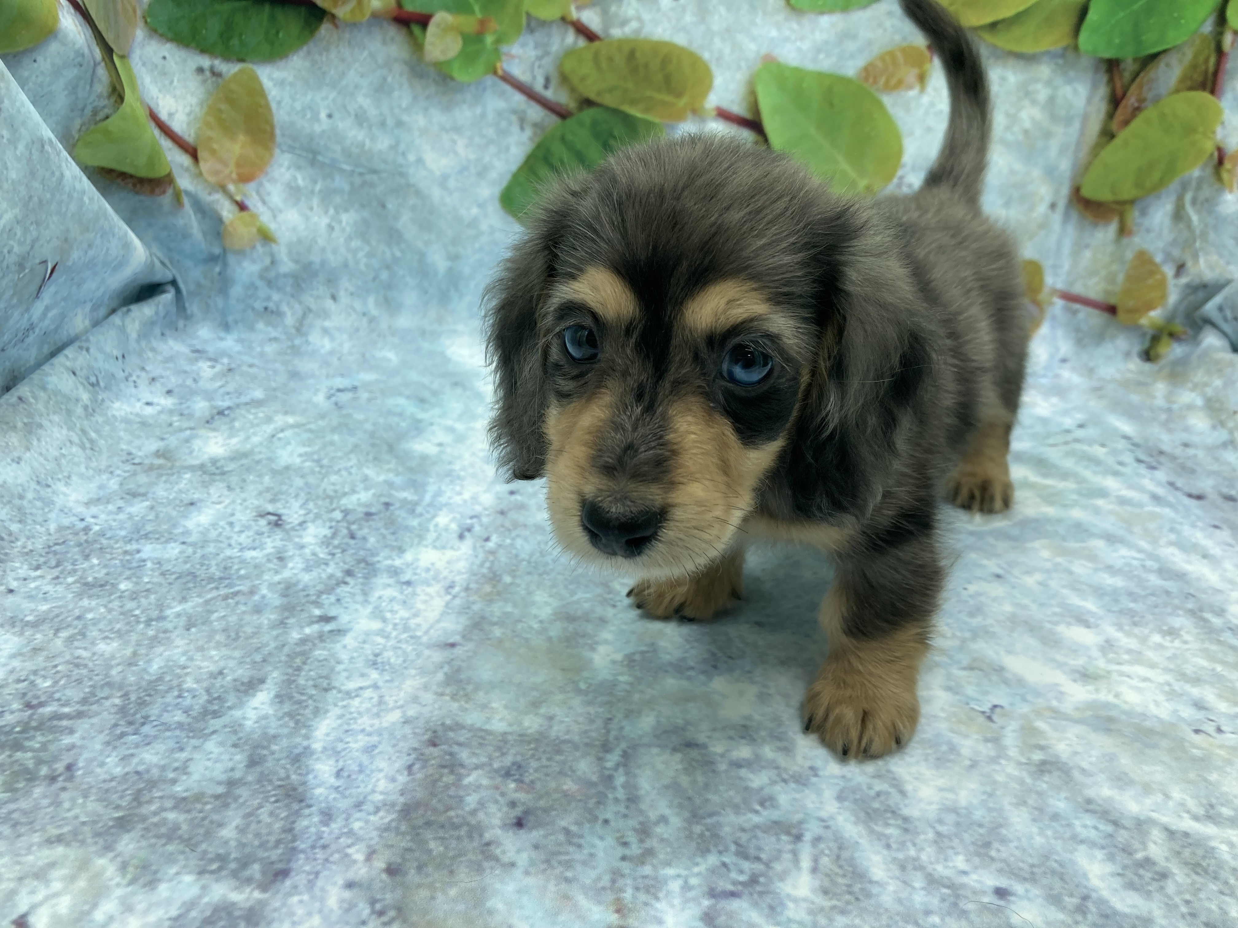 埼玉県のミニチュアダックスフンド(ロング) (ペッツワン北本店/2025年8月10日生まれ/男の子/シルバーダップル)の子犬の2枚目の画像