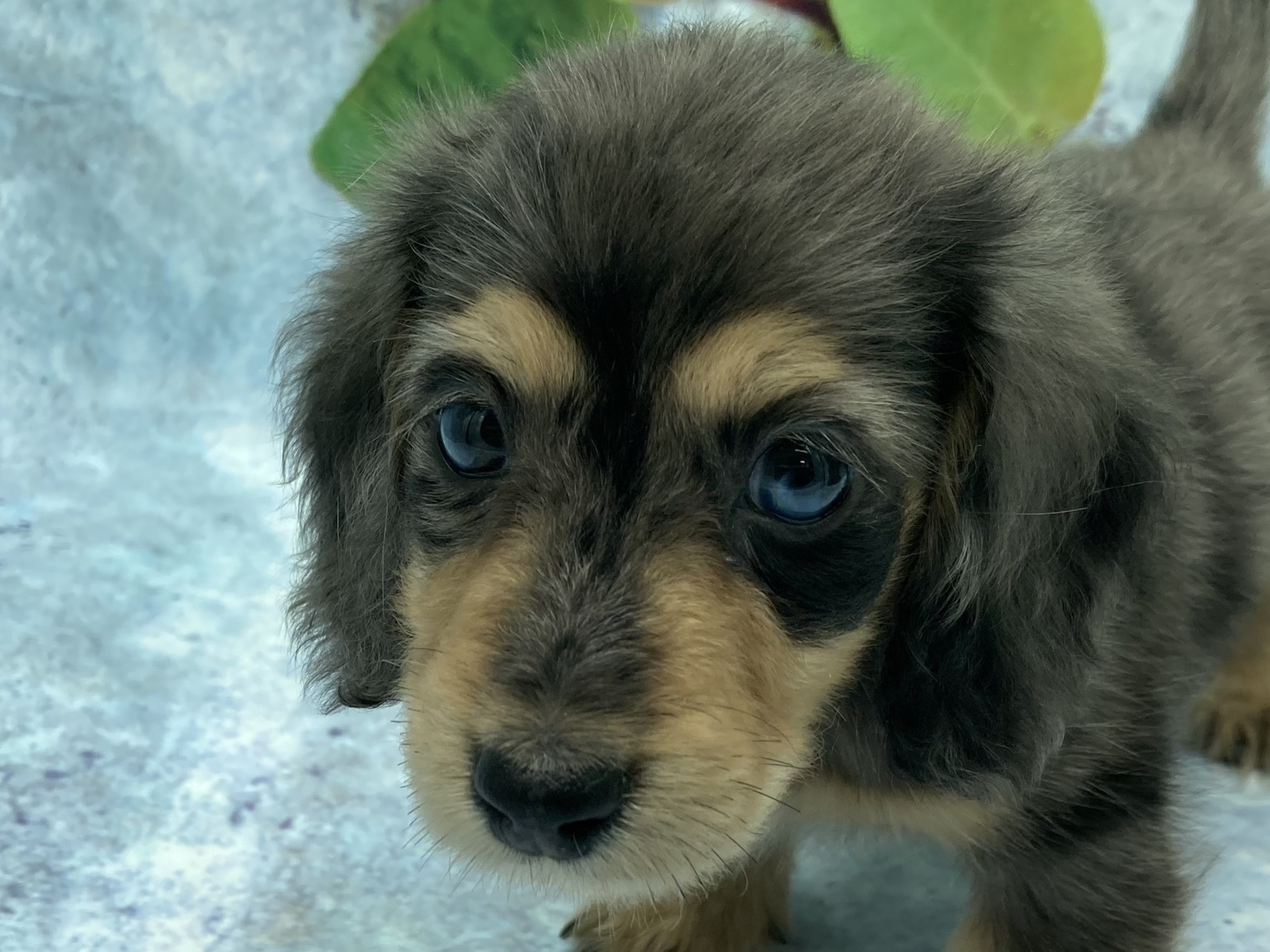 埼玉県のミニチュアダックスフンド(ロング) (ペッツワン北本店/2025年8月10日生まれ/男の子/シルバーダップル)の子犬の1枚目の画像