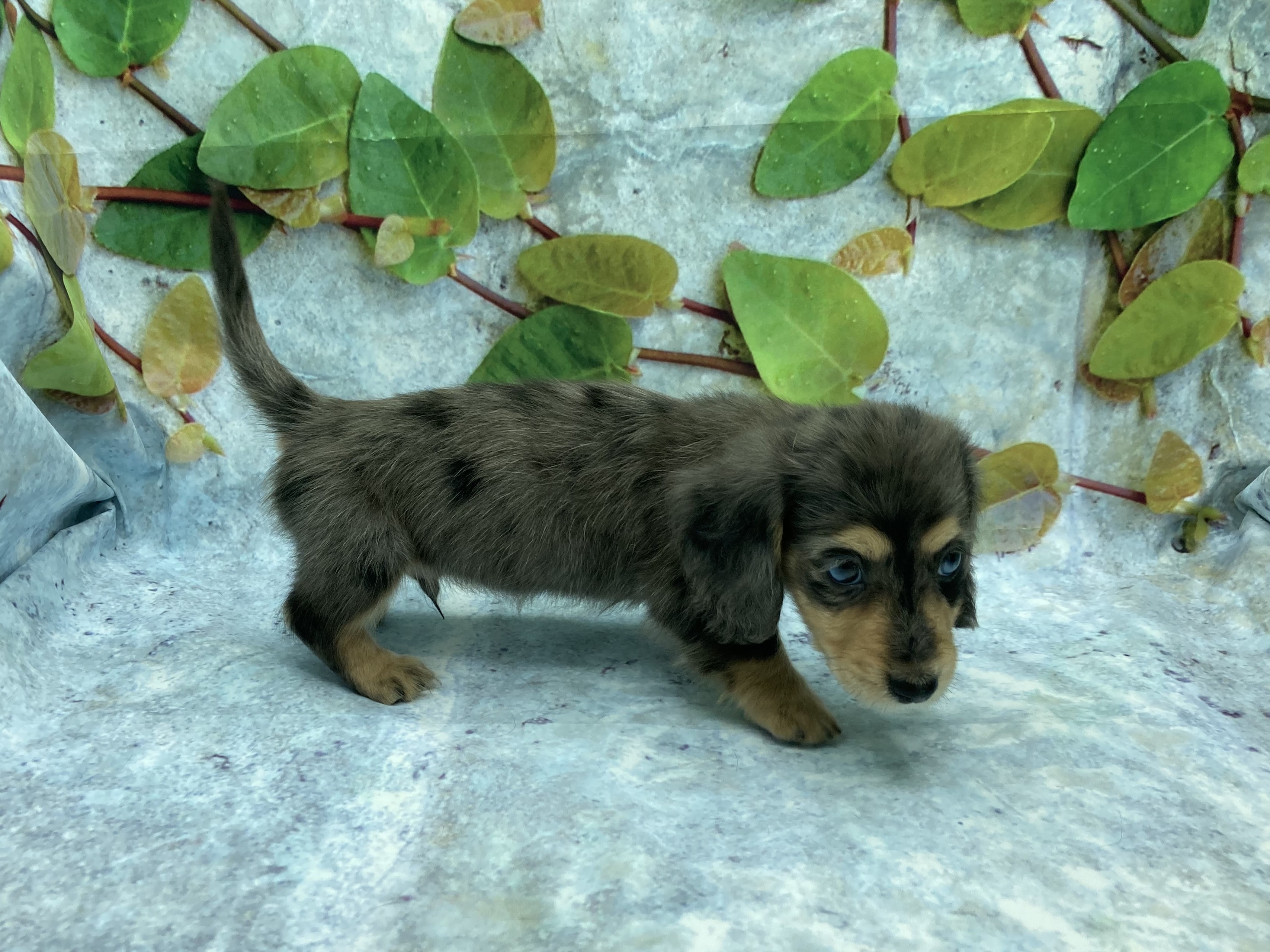 埼玉県のミニチュアダックスフンド(ロング) (ペッツワン北本店/2025年8月10日生まれ/男の子/シルバーダップル)の子犬の3枚目の画像