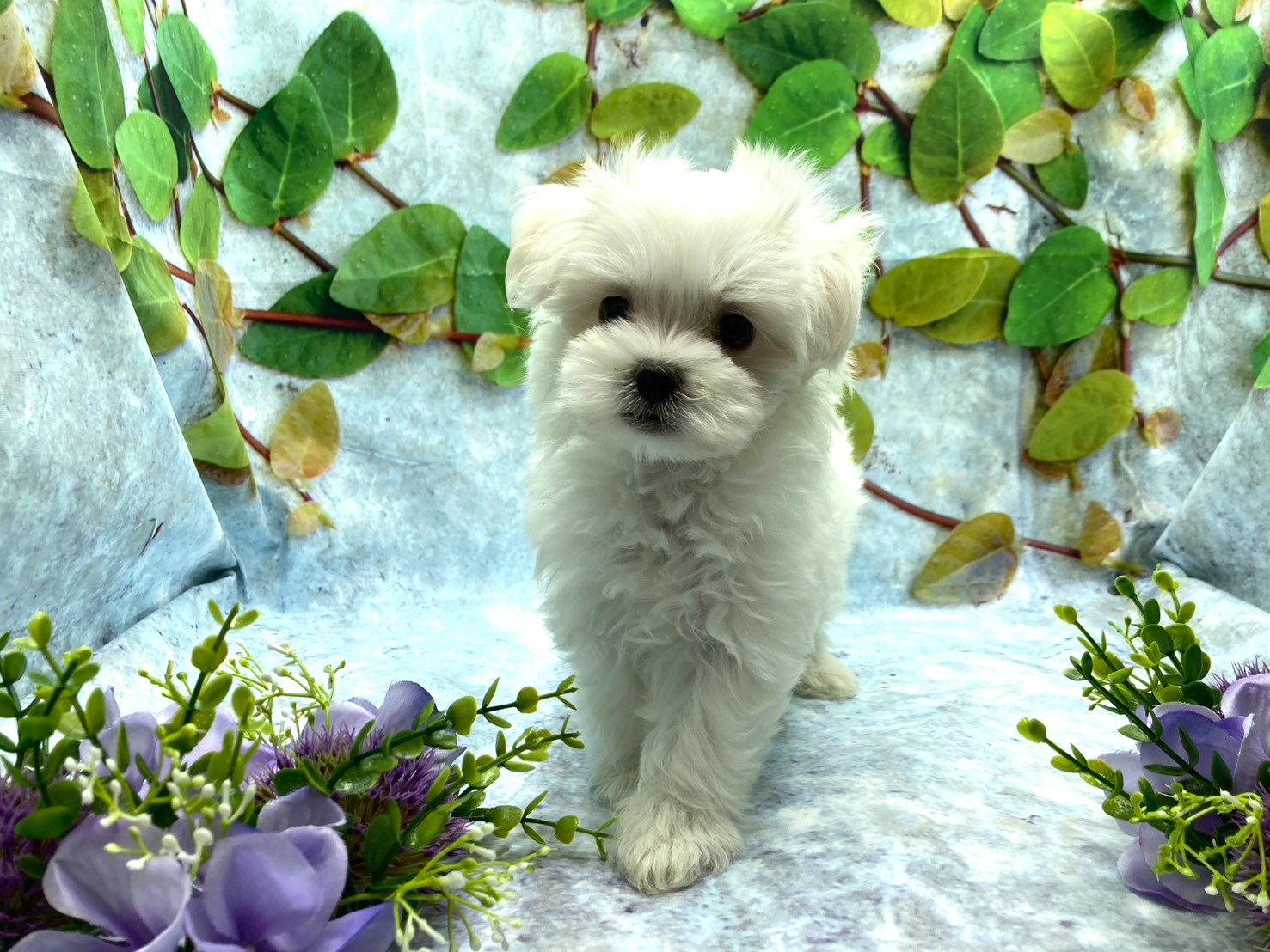 埼玉県のマルチーズ (ペッツワン北本店/2025年8月11日生まれ/女の子/ホワイト)の子犬の2枚目の画像