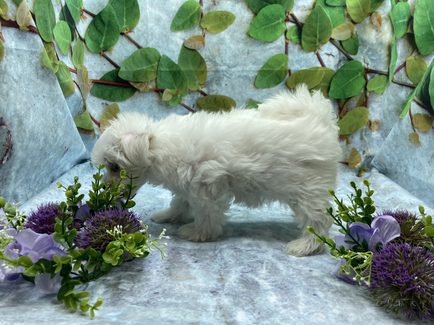 埼玉県のマルチーズ (ペッツワン北本店/2025年8月11日生まれ/女の子/ホワイト)の子犬の3枚目の画像