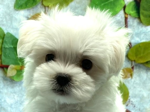 埼玉県のマルチーズ (ペッツワン北本店/2025年8月11日生まれ/女の子/ホワイト)の子犬の1枚目の画像