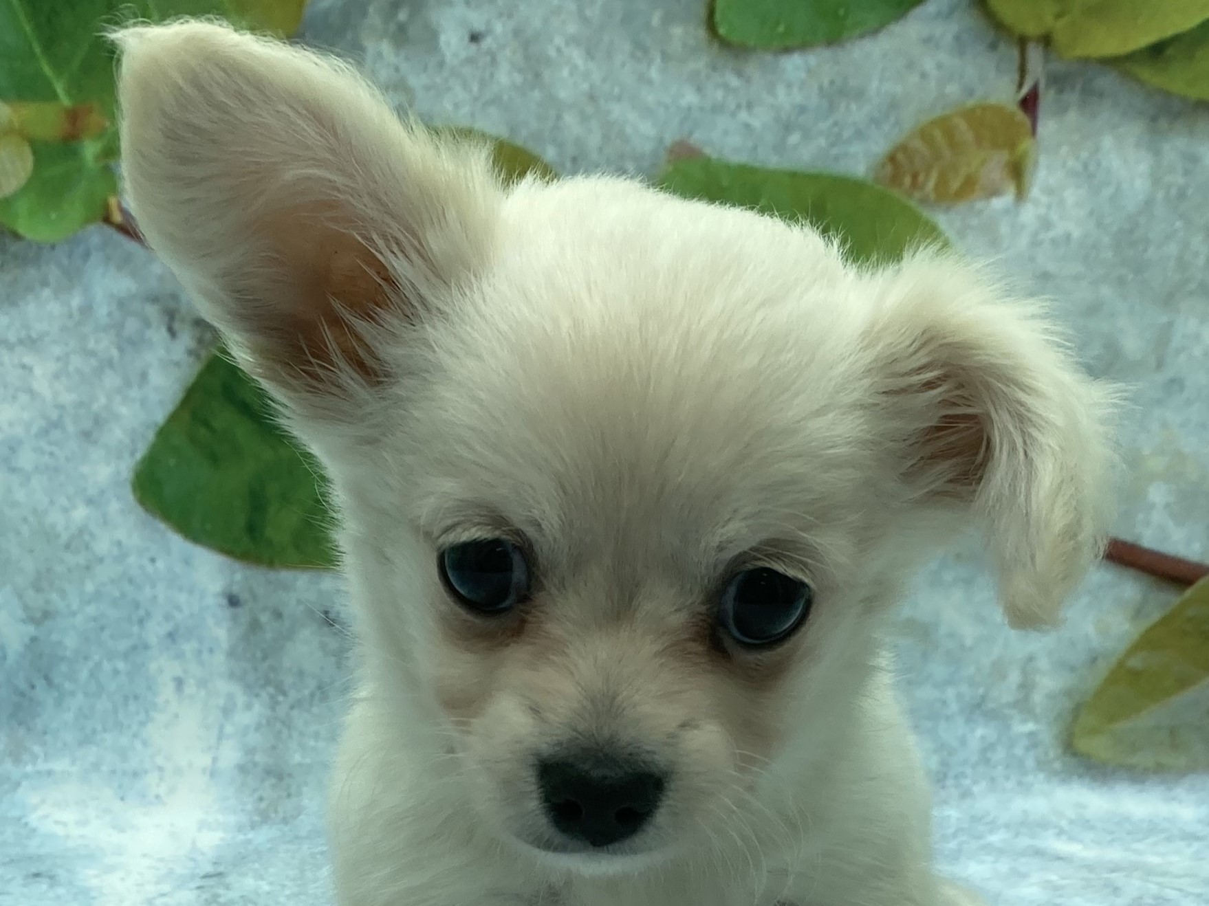 埼玉県のハーフ犬・ミックス犬 (ペッツワン北本店/2025年8月24日生まれ/男の子/クリーム)の子犬の1枚目の画像