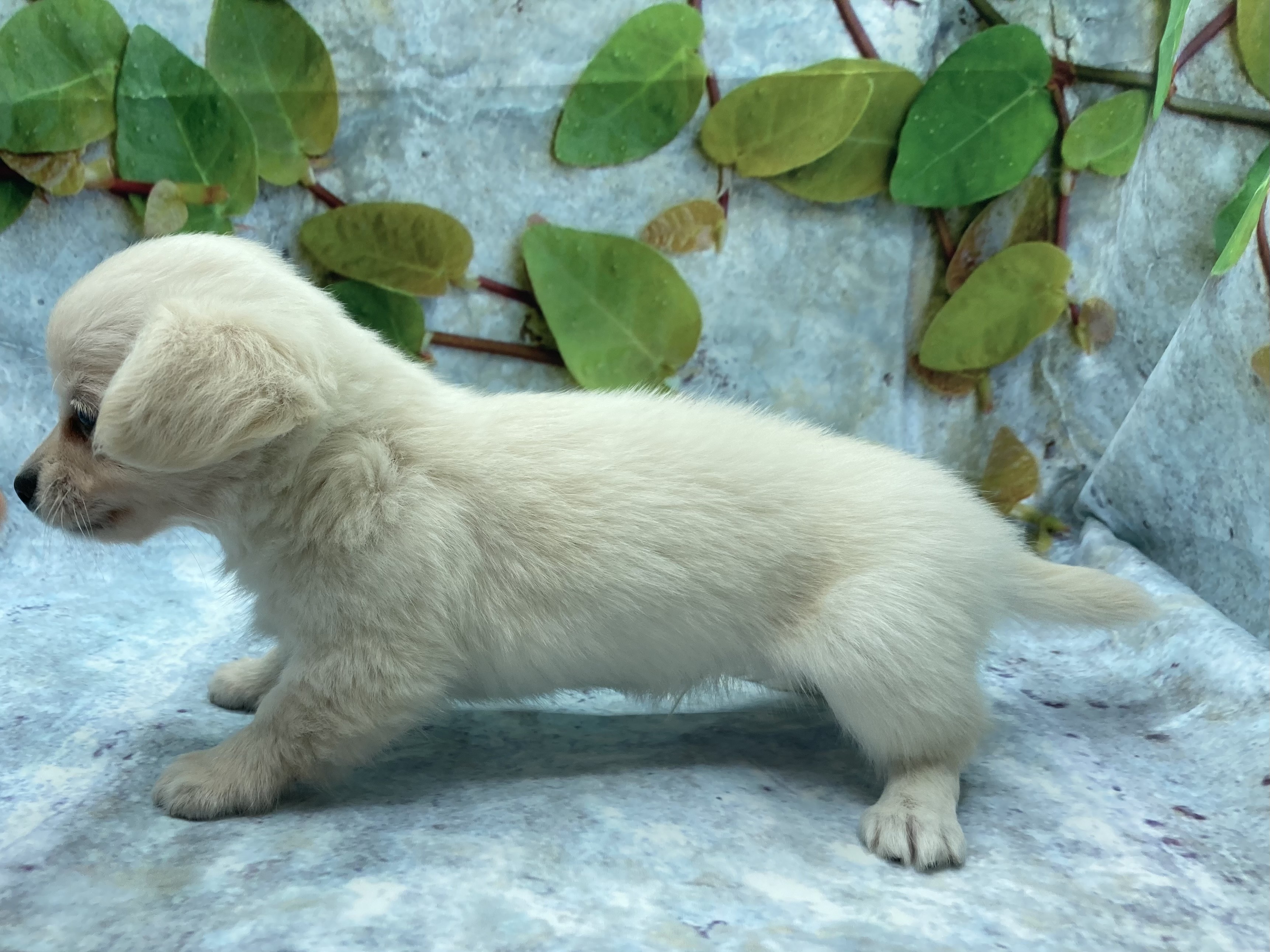 埼玉県のハーフ犬・ミックス犬 (ペッツワン北本店/2025年8月24日生まれ/男の子/クリーム)の子犬の3枚目の画像