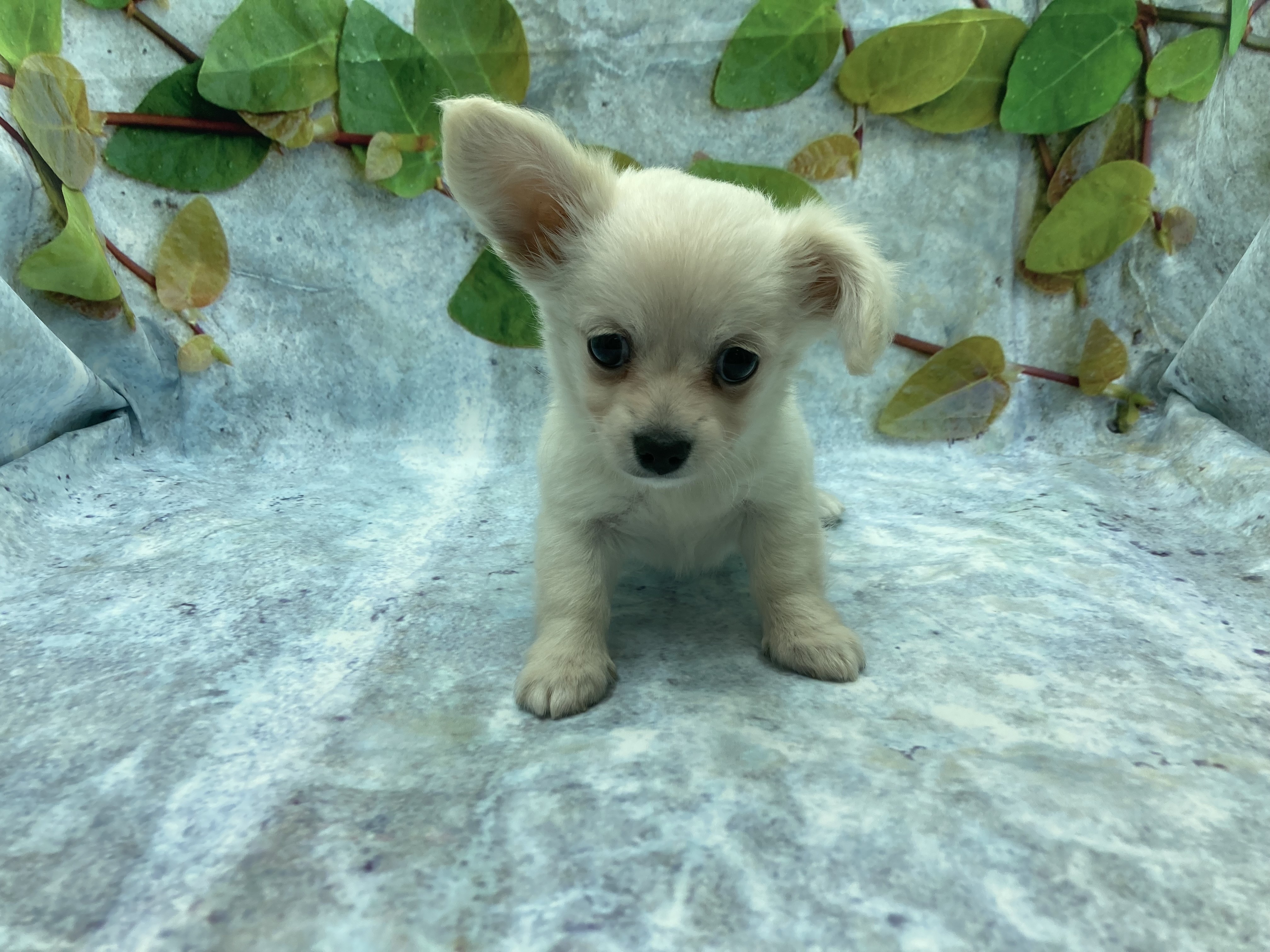 埼玉県のハーフ犬・ミックス犬 (ペッツワン北本店/2025年8月24日生まれ/男の子/クリーム)の子犬の2枚目の画像