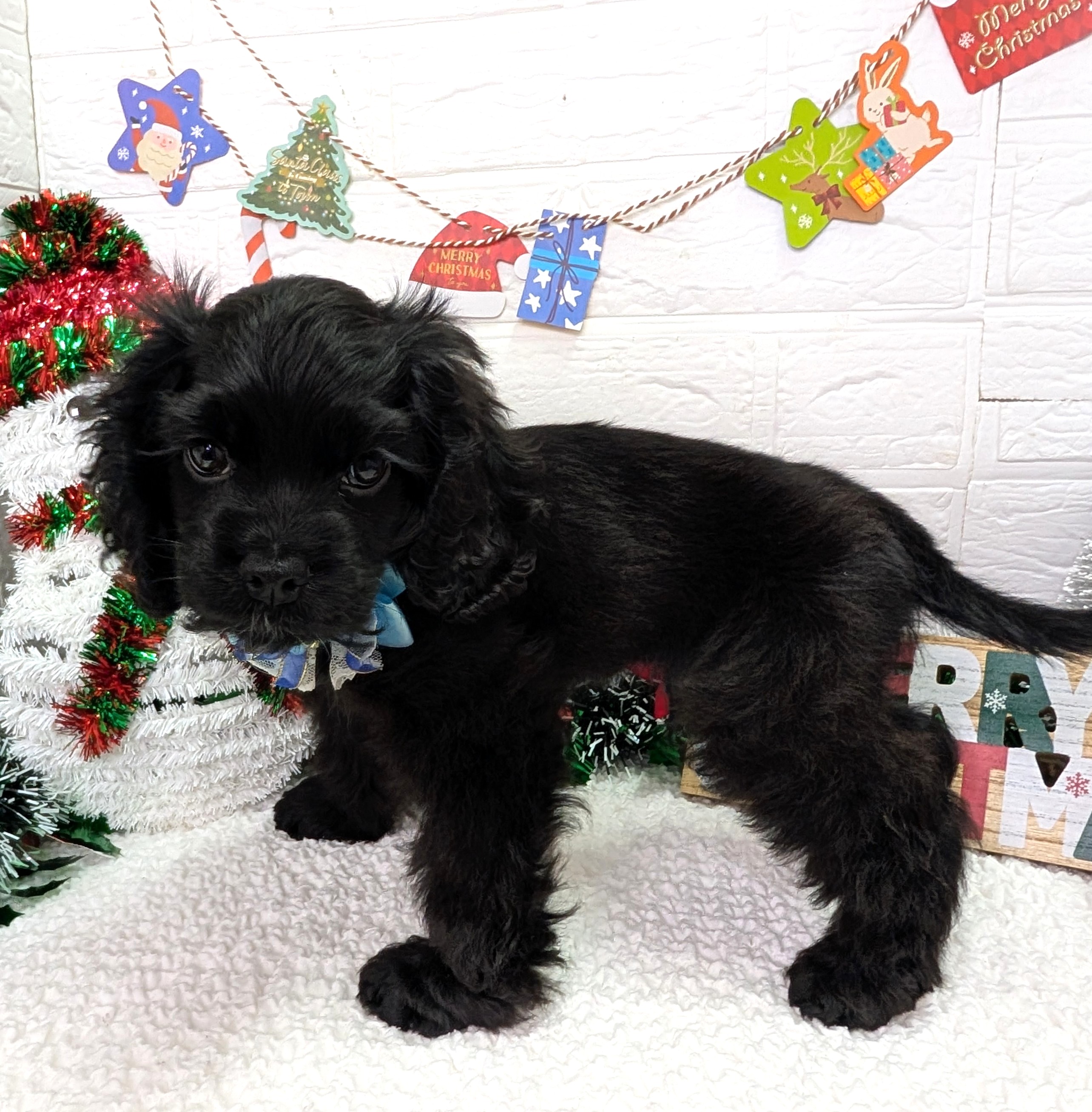 大阪府のアメリカンコッカースパニエル (ペッツワン東大阪店/2025年9月25日生まれ/男の子/ブラック)の子犬の2枚目の画像