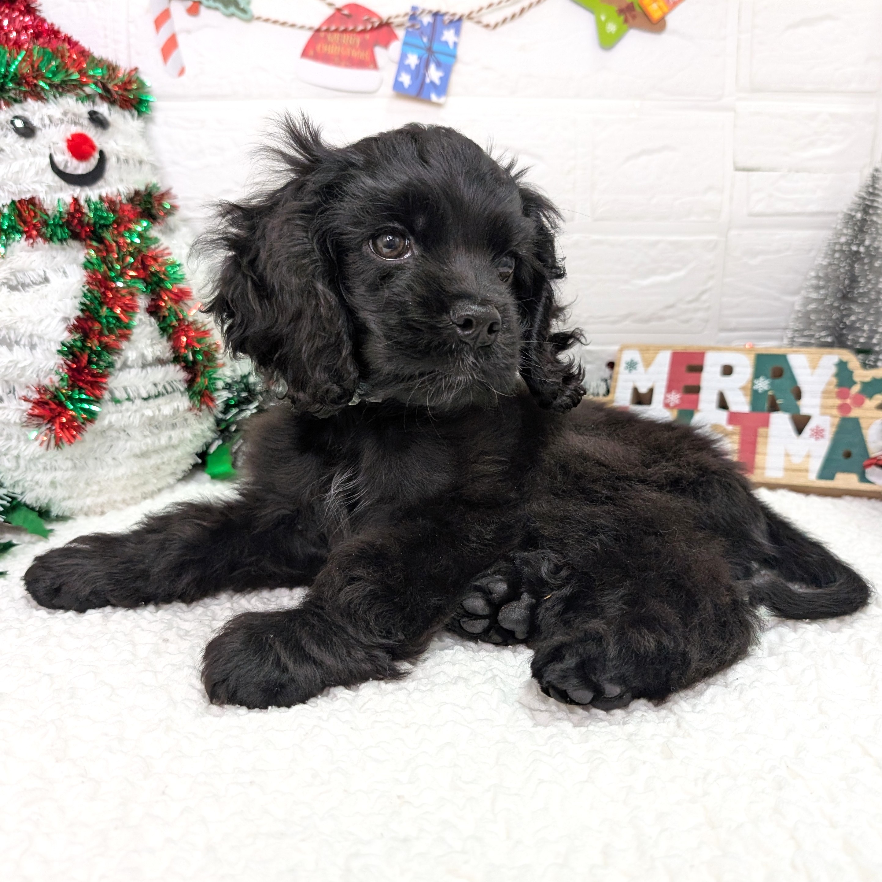 大阪府のアメリカンコッカースパニエル (ペッツワン東大阪店/2025年9月25日生まれ/男の子/ブラック)の子犬の3枚目の画像