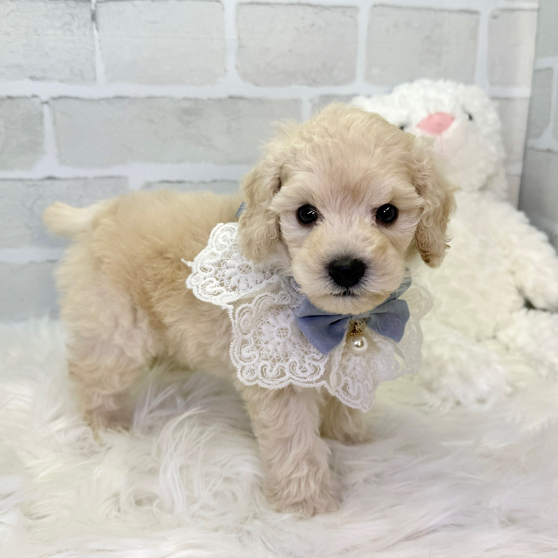 大阪府のトイプードル(トイ) (ペッツワン高槻店/2025年9月28日生まれ/男の子/ペールフォーン)の子犬の3枚目の画像