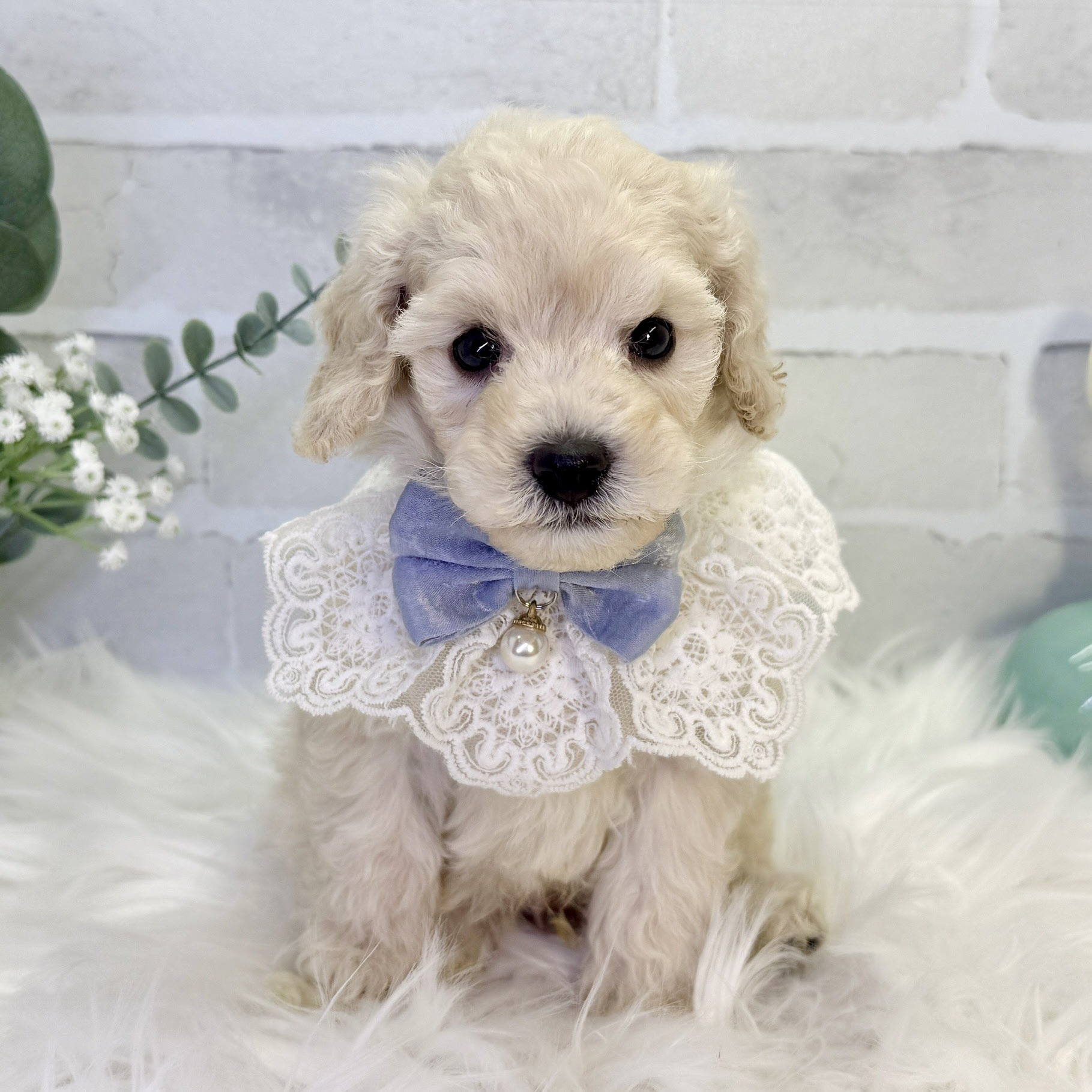 大阪府のトイプードル(トイ) (ペッツワン高槻店/2025年9月28日生まれ/男の子/ペールフォーン)の子犬の1枚目の画像