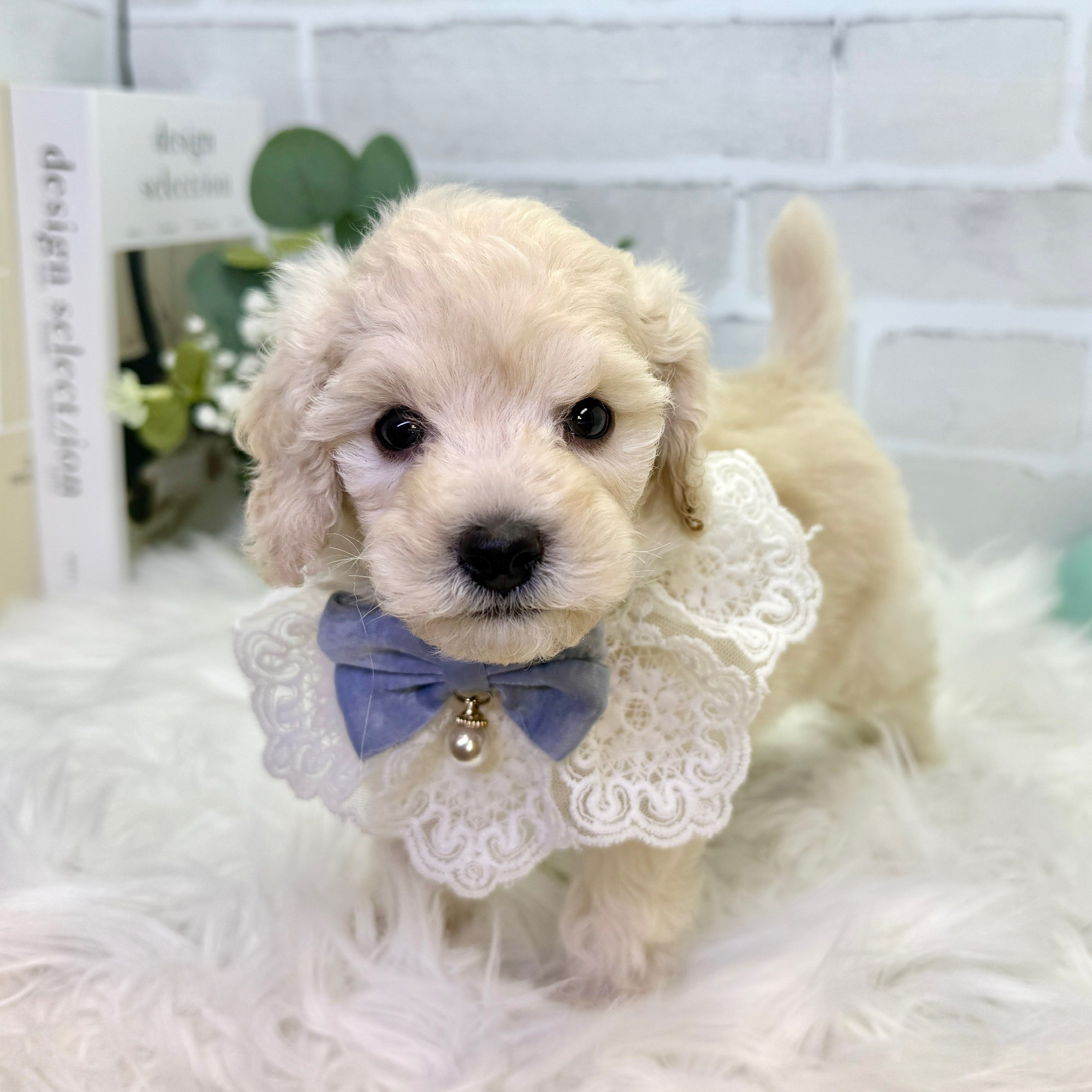 大阪府のトイプードル(トイ) (ペッツワン高槻店/2025年9月28日生まれ/男の子/ペールフォーン)の子犬の2枚目の画像