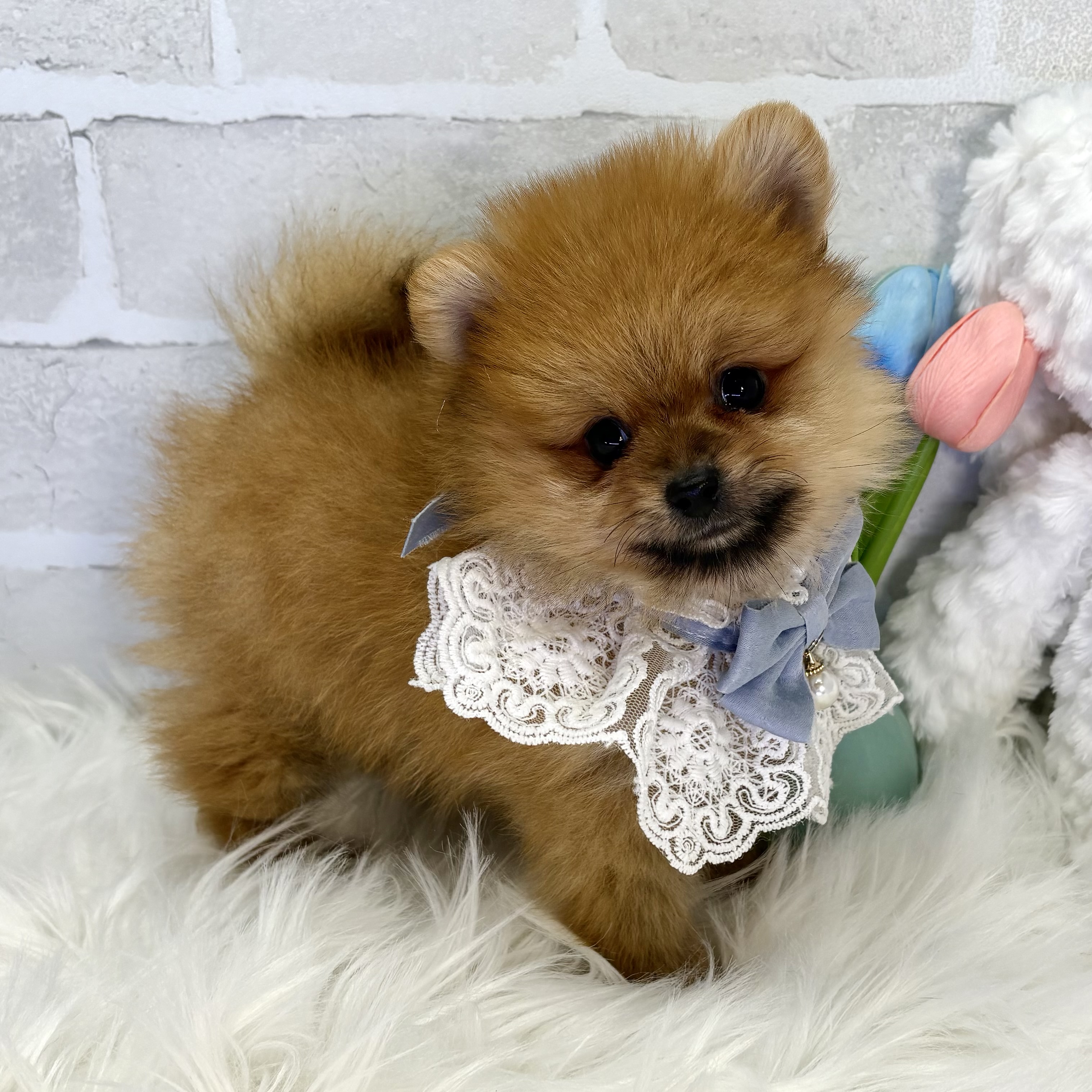 大阪府のポメラニアン (ペッツワン高槻店/2025年9月26日生まれ/男の子/オレンジ)の子犬の2枚目の画像