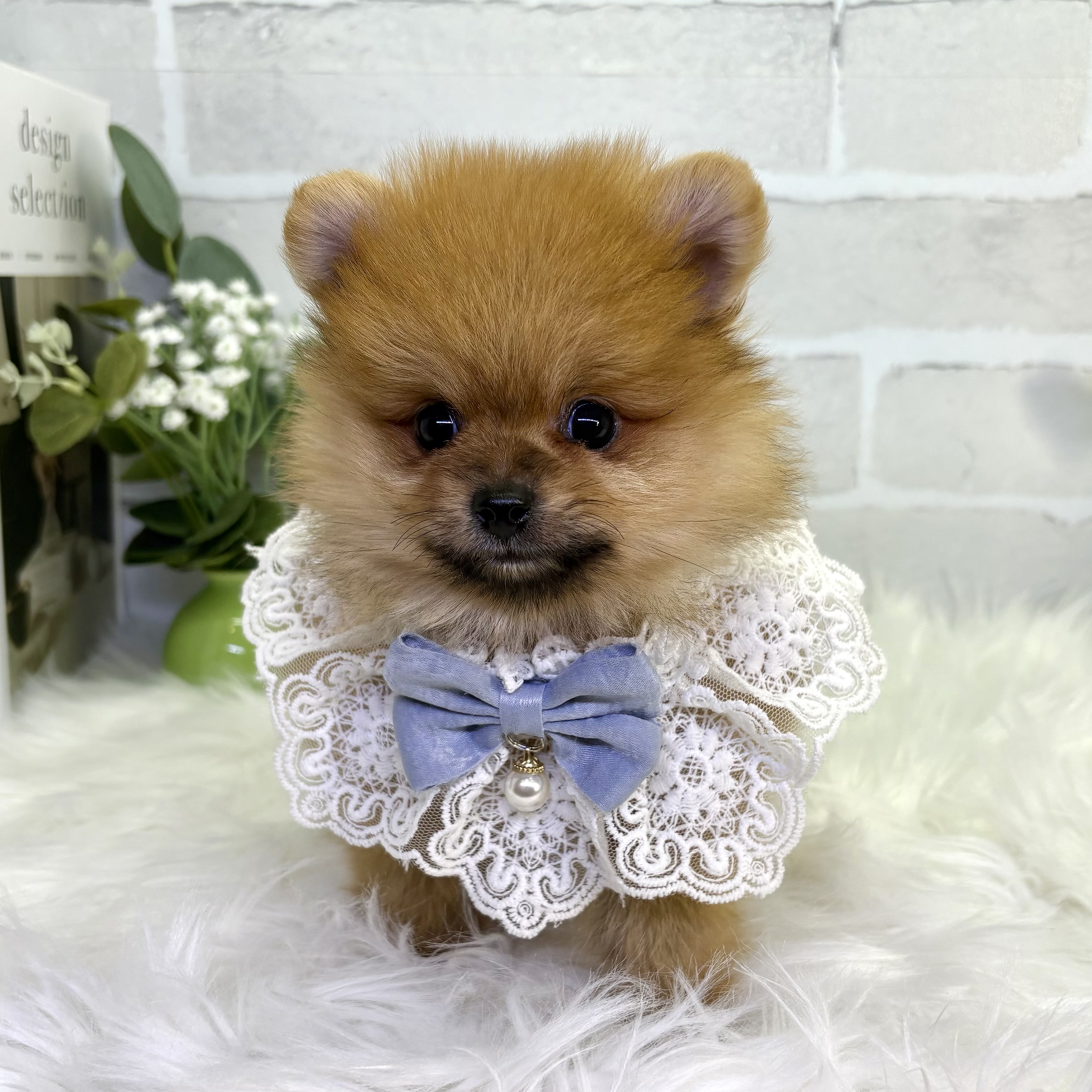 大阪府のポメラニアン (ペッツワン高槻店/2025年9月26日生まれ/男の子/オレンジ)の子犬の1枚目の画像