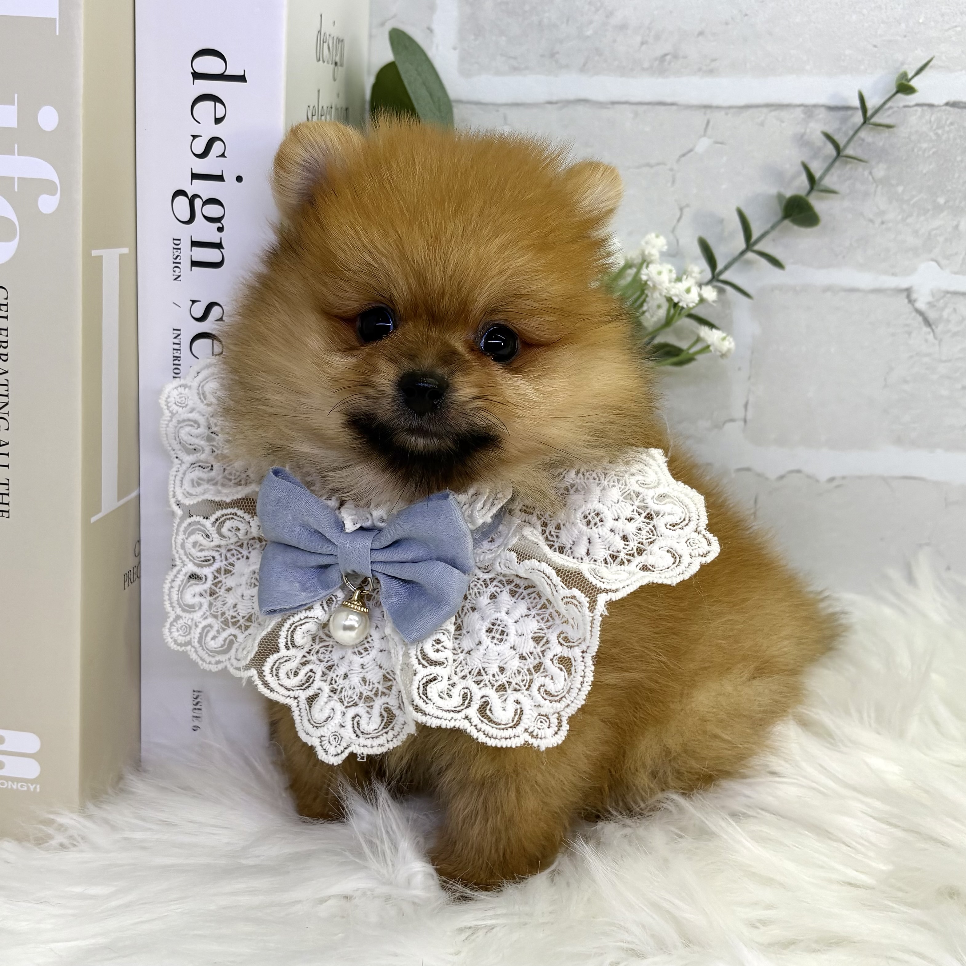 大阪府のポメラニアン (ペッツワン高槻店/2025年9月26日生まれ/男の子/オレンジ)の子犬の3枚目の画像