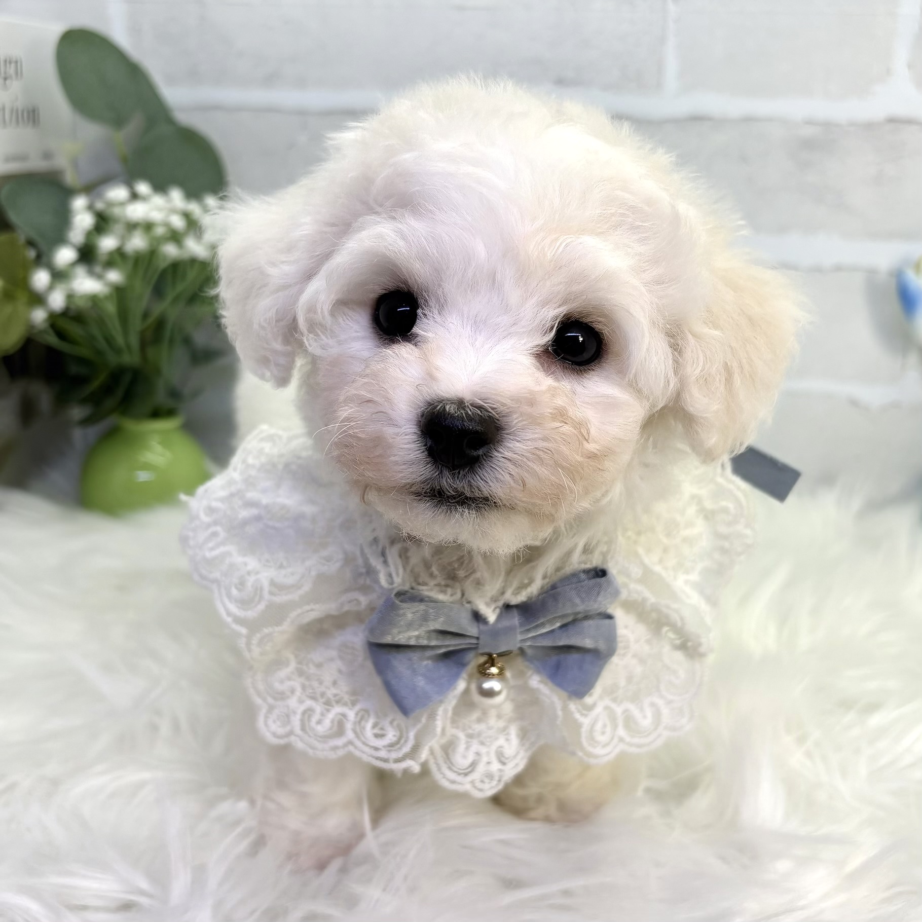 大阪府のビションフリーゼ (ペッツワン高槻店/2025年9月25日生まれ/男の子/ホワイト)の子犬の1枚目の画像