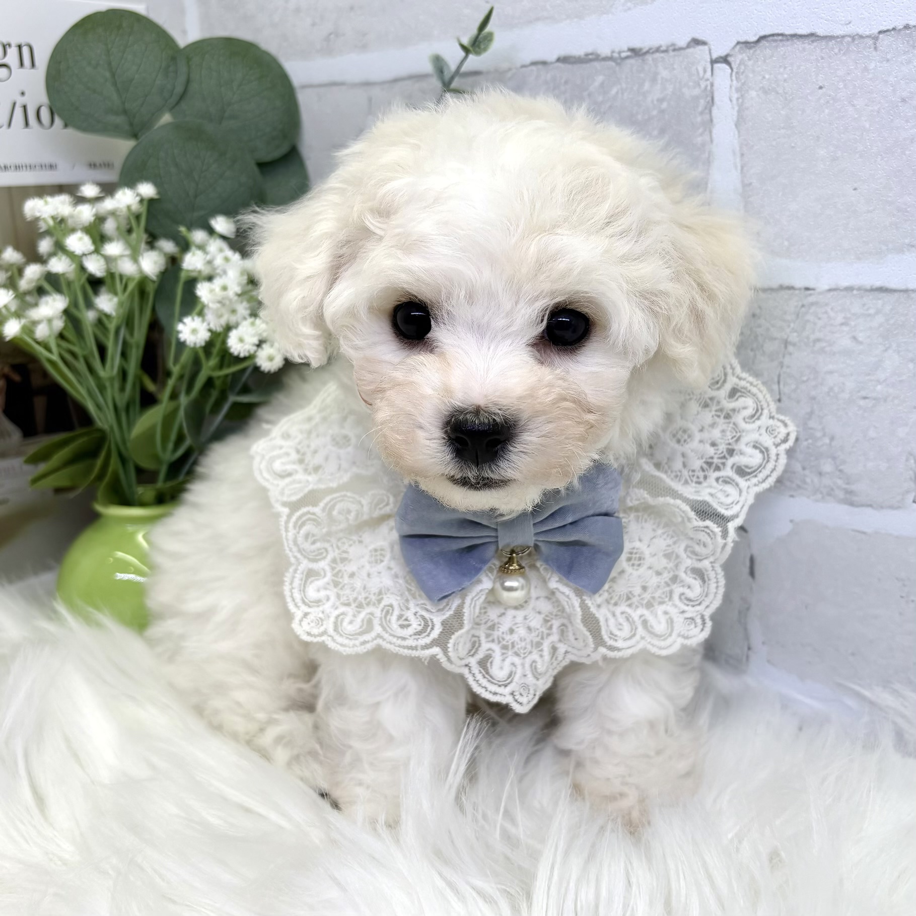 大阪府のビションフリーゼ (ペッツワン高槻店/2025年9月25日生まれ/男の子/ホワイト)の子犬の3枚目の画像